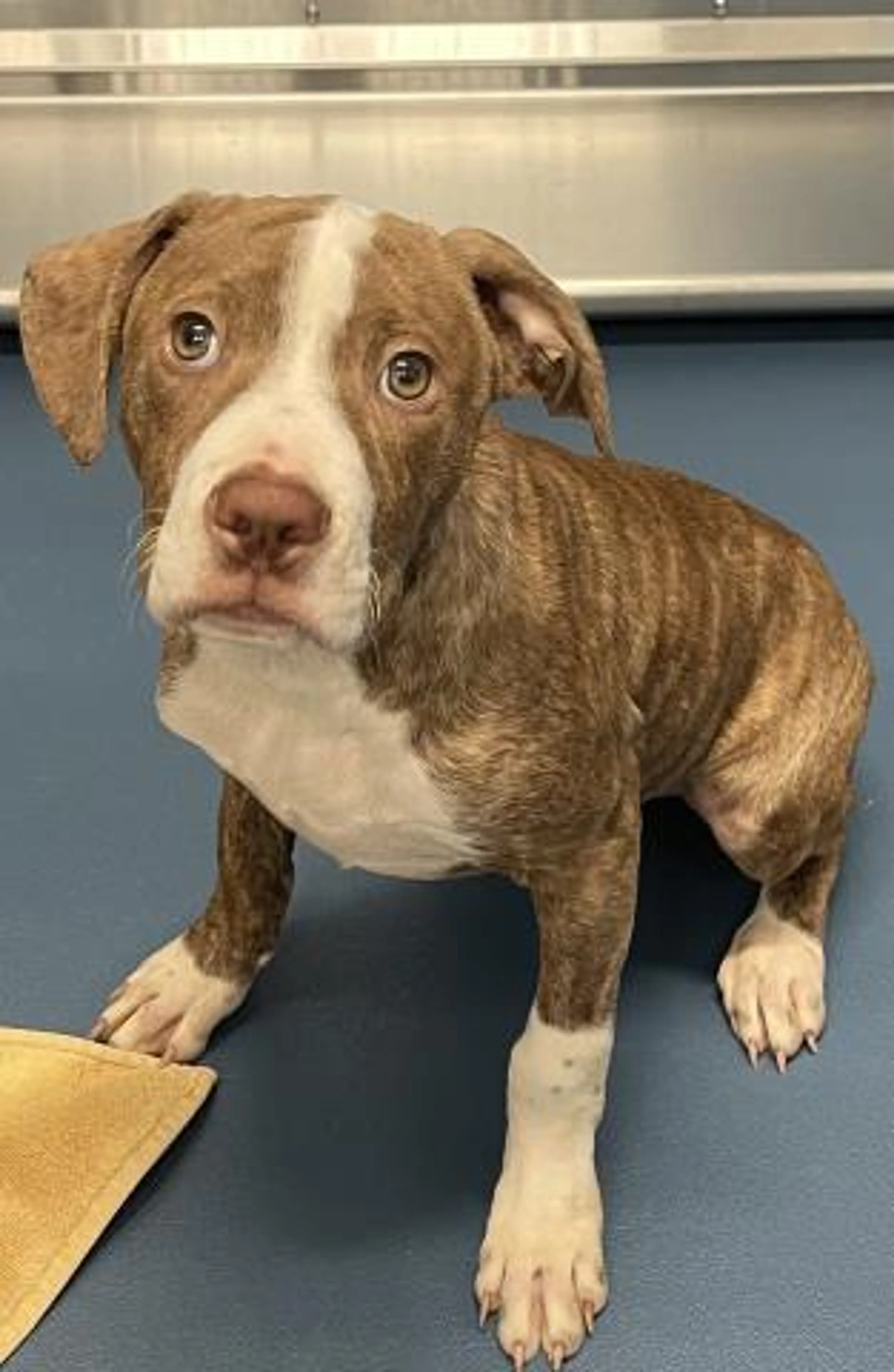 Found pet