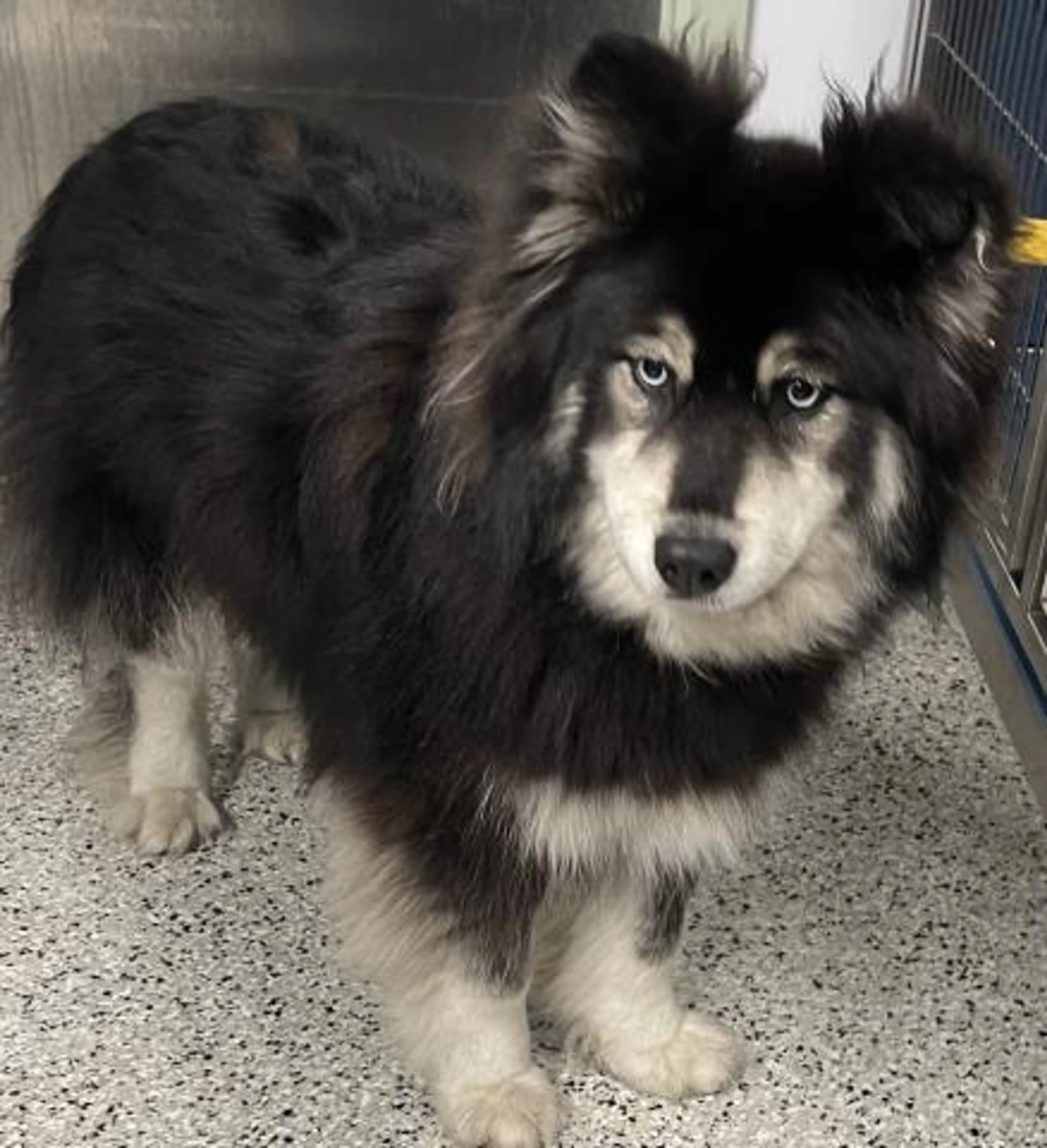 Found pet