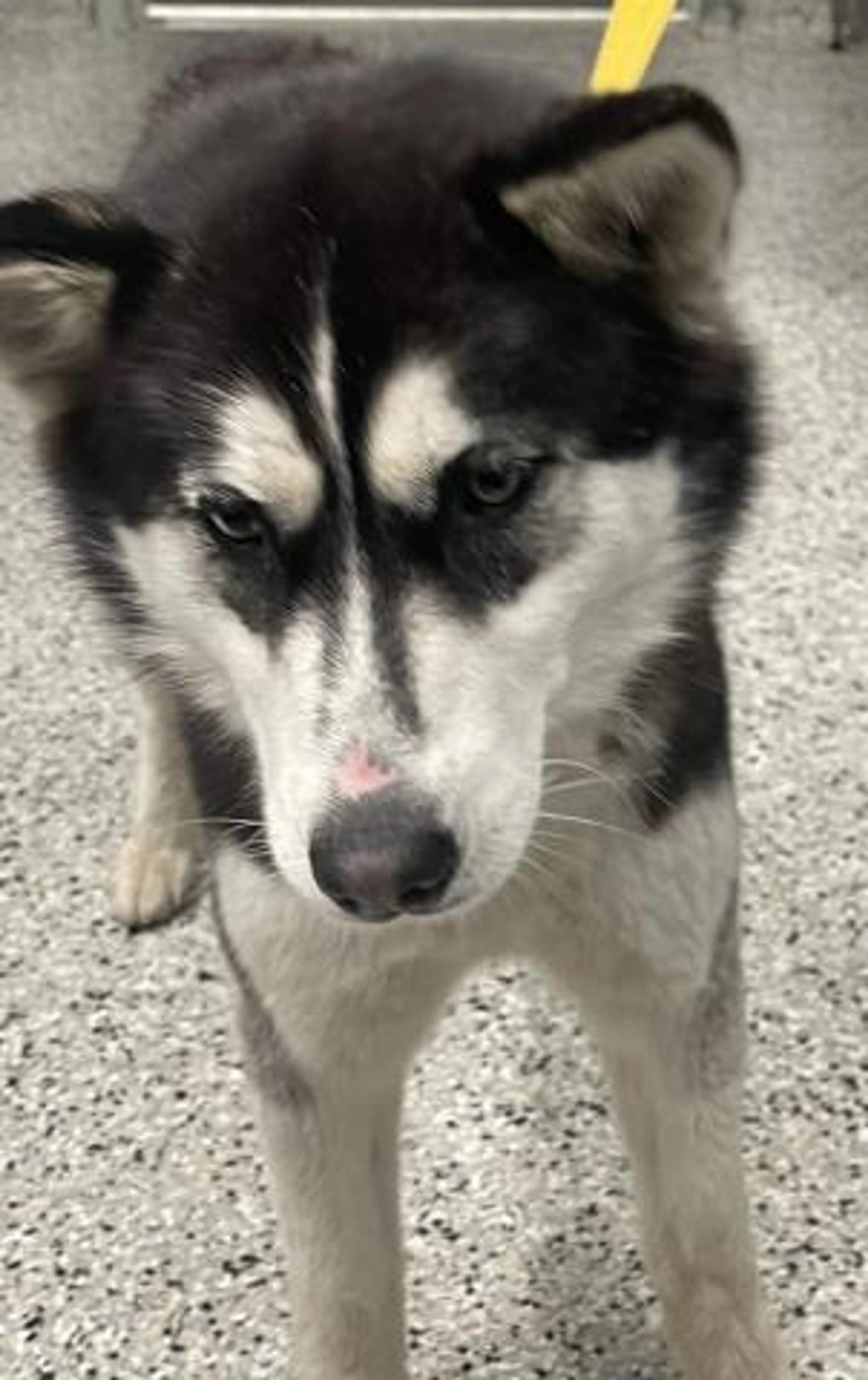 Found pet
