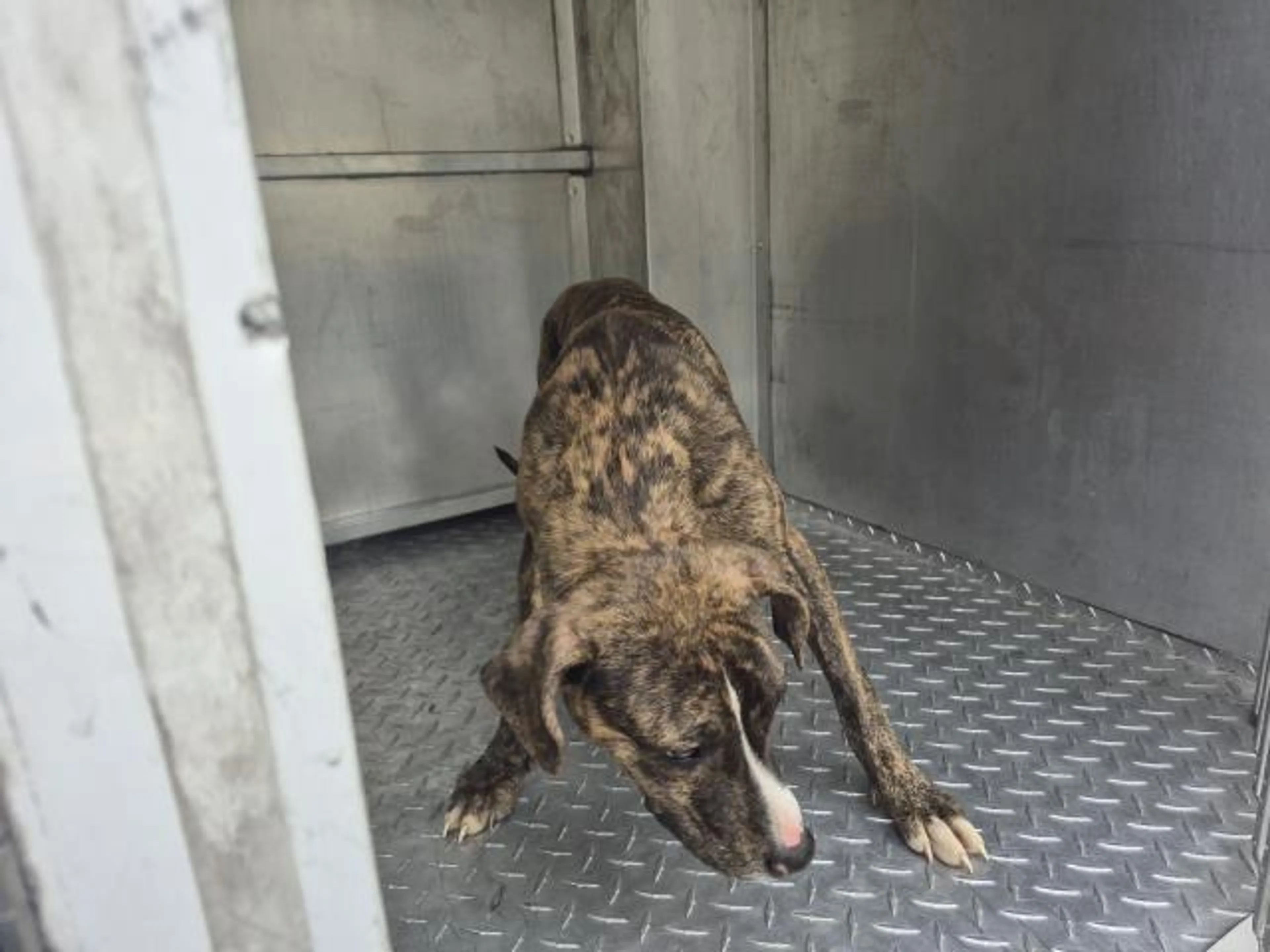 Found pet