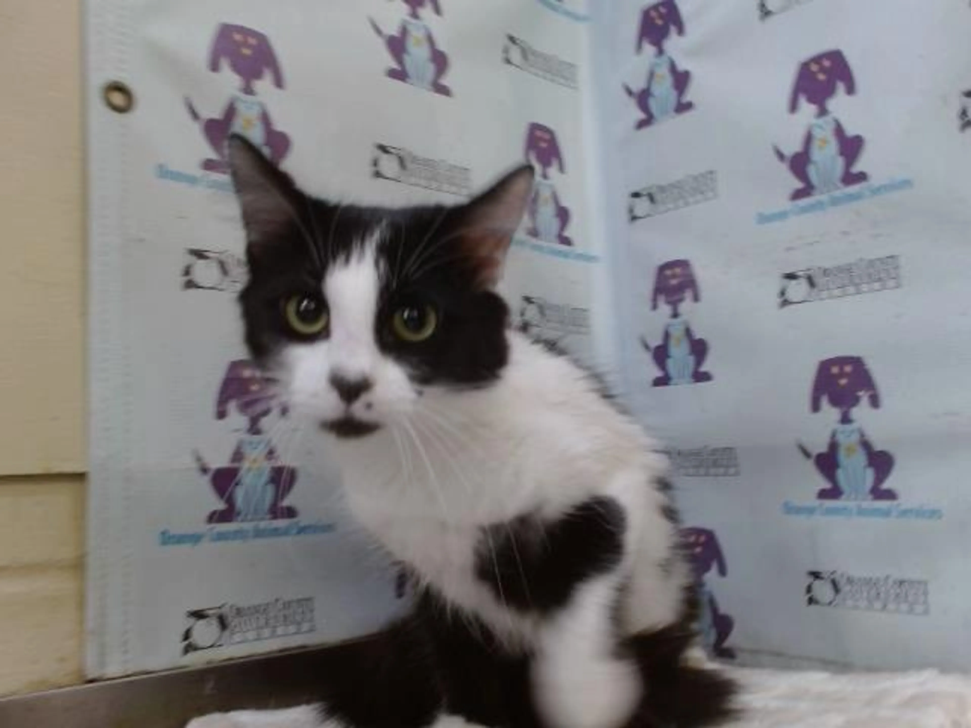 Found pet