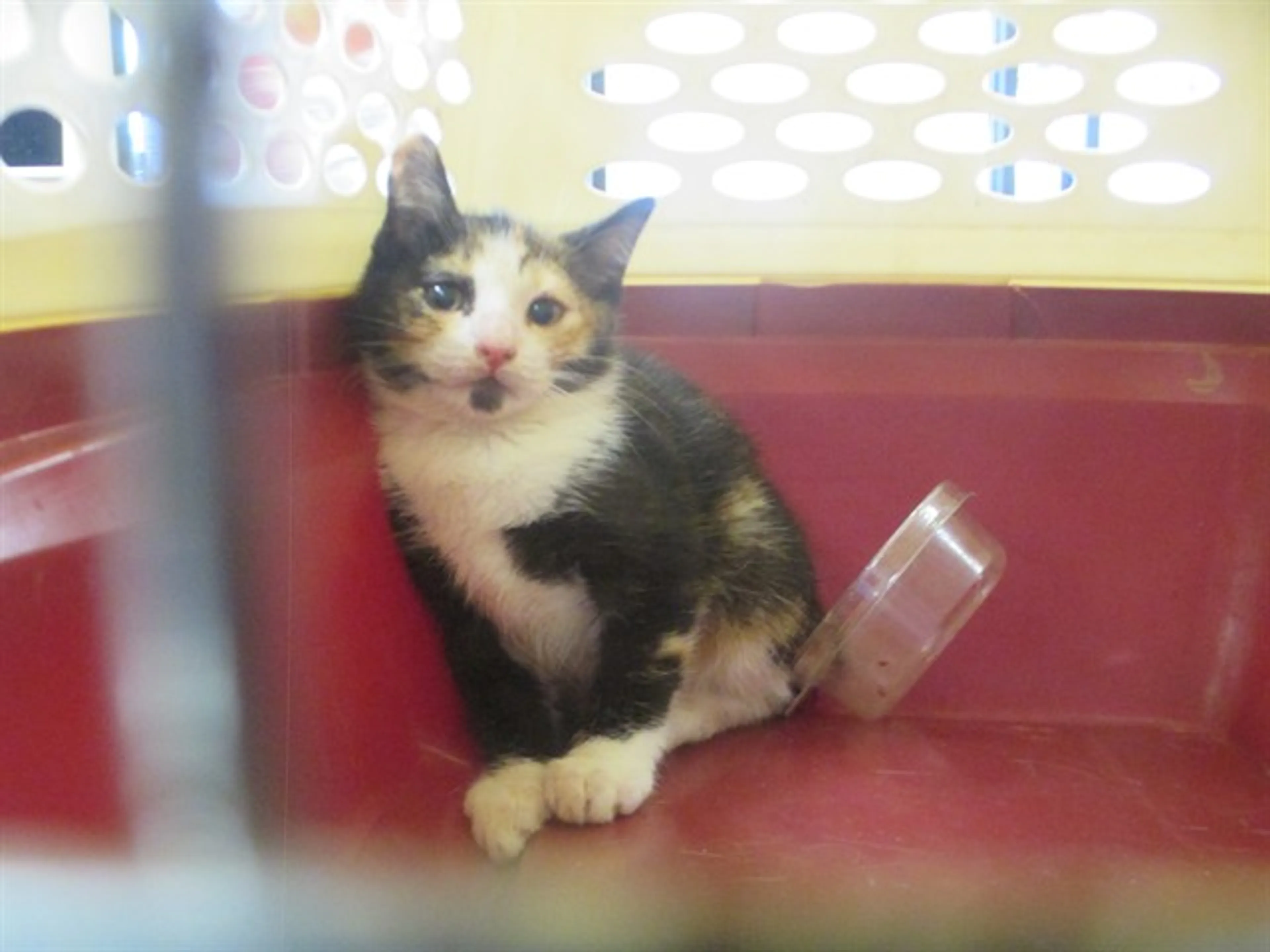 Found pet