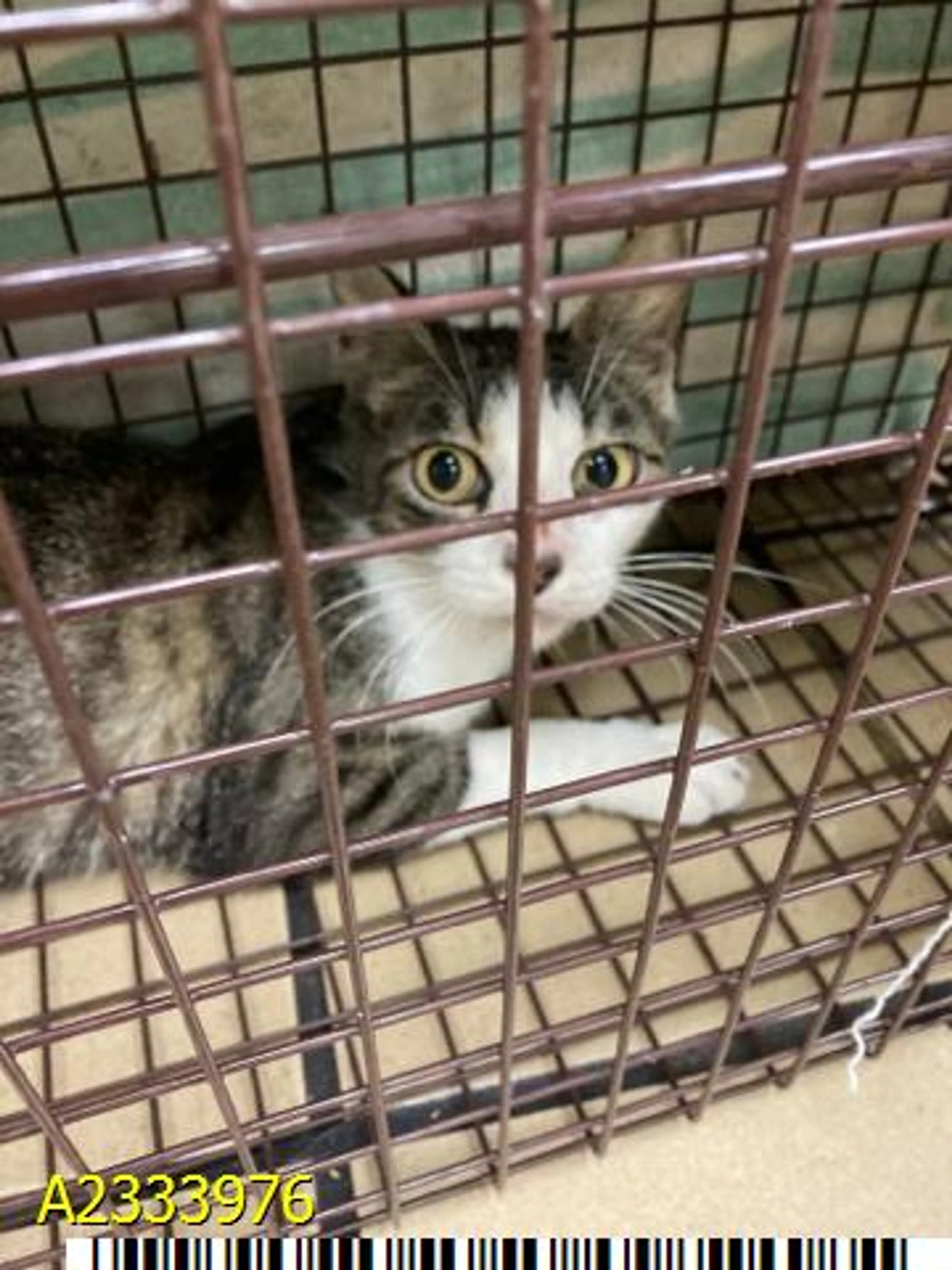 Found pet