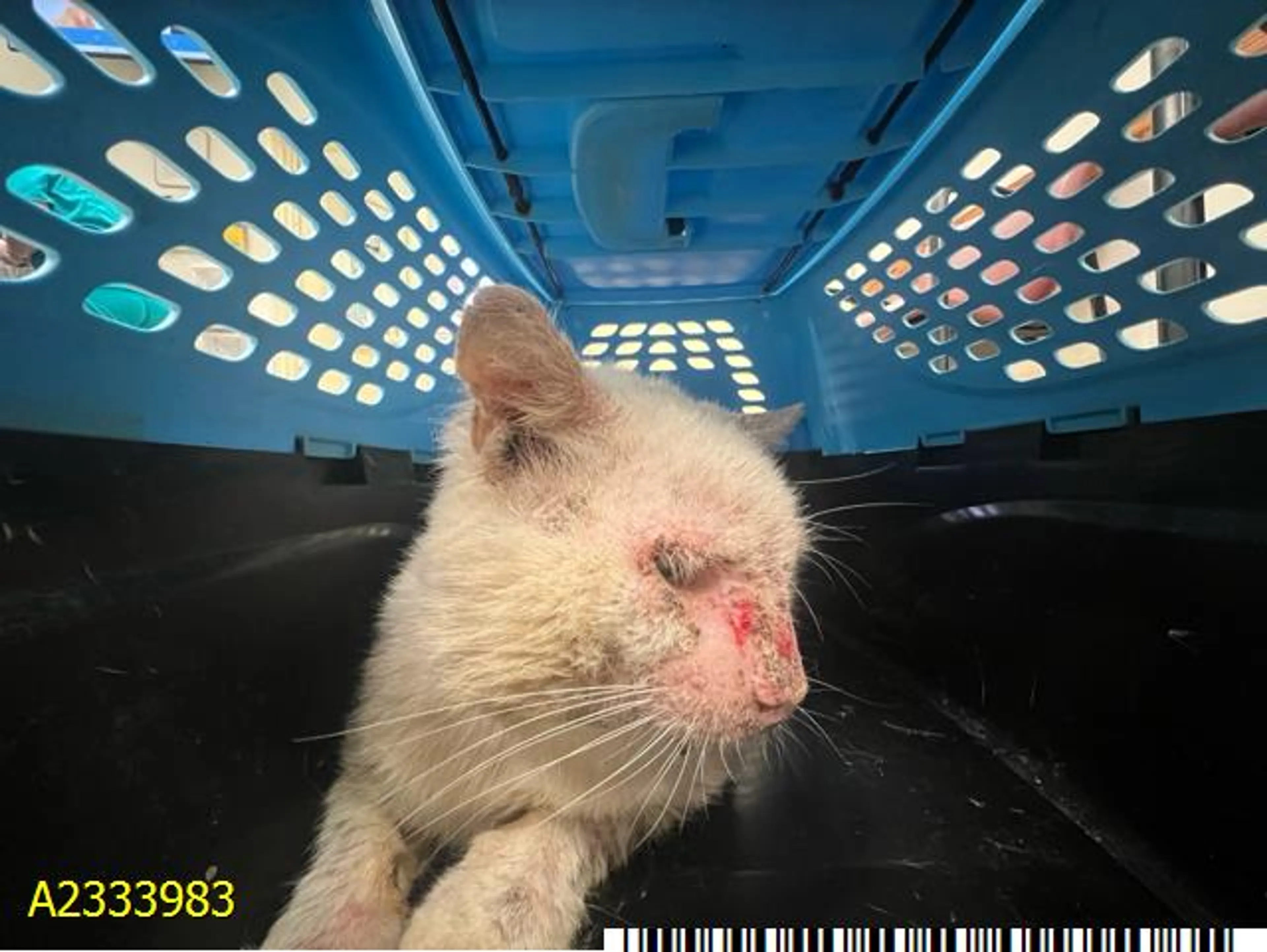 Found pet