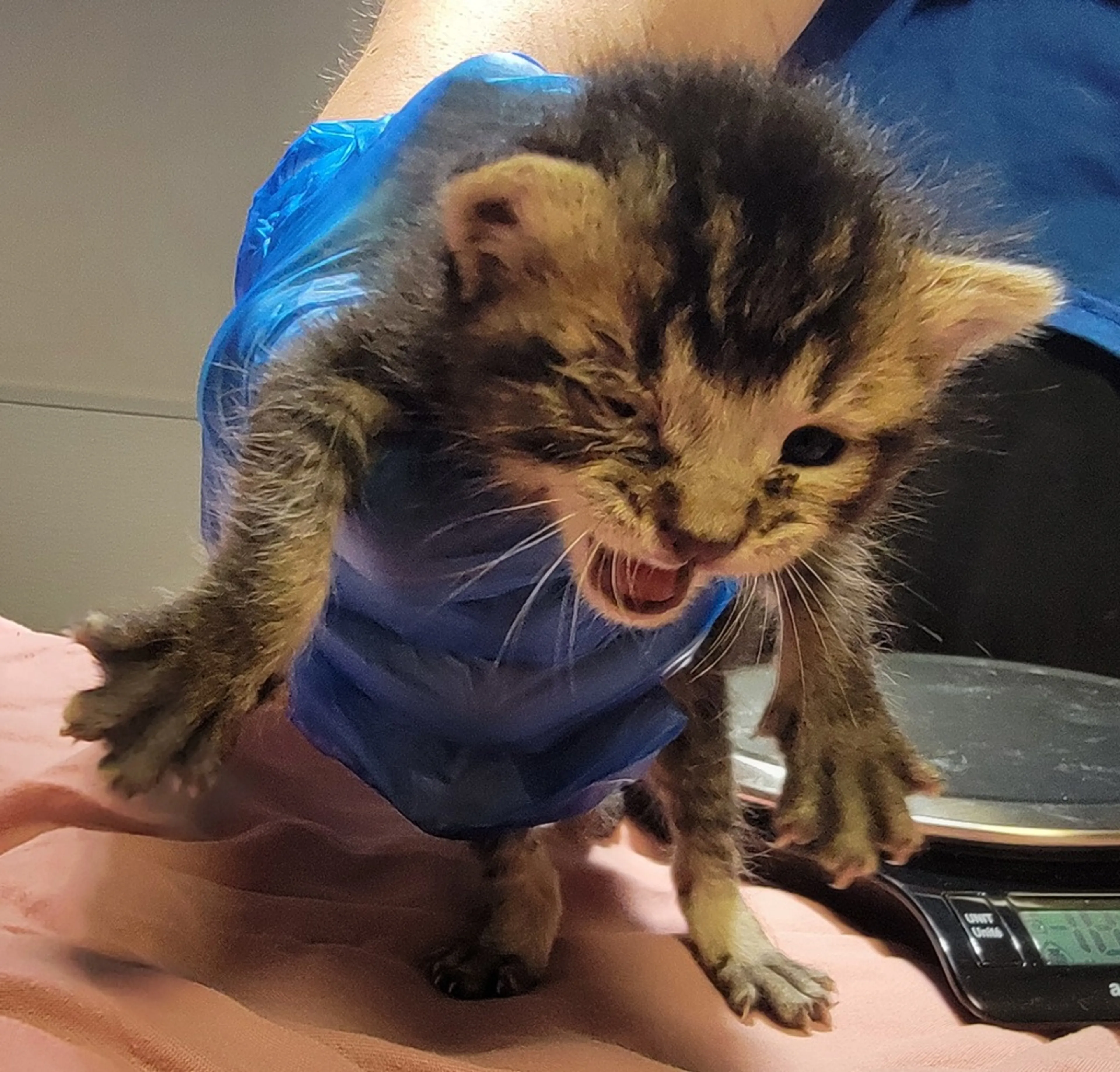 Found pet