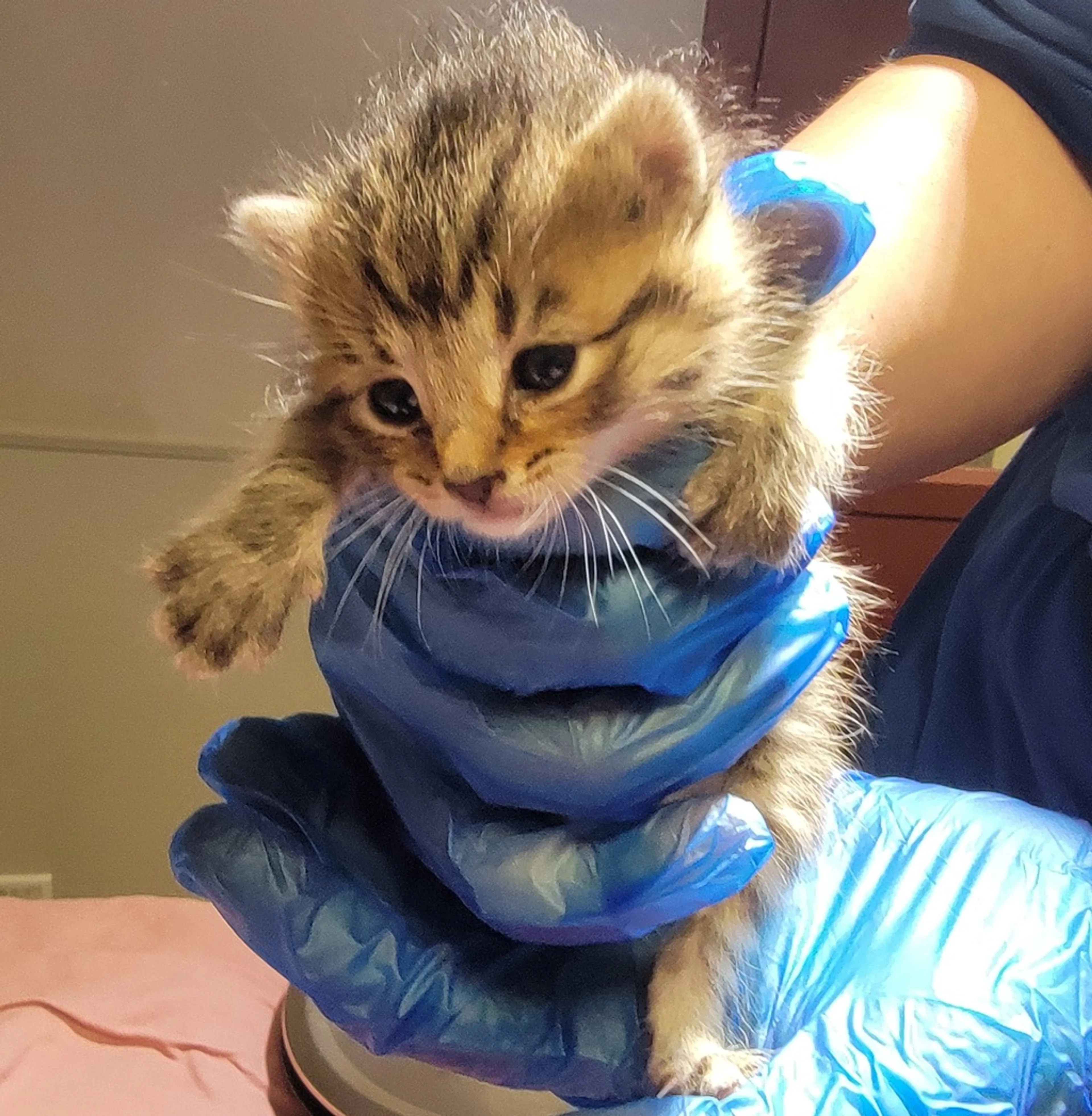 Found pet