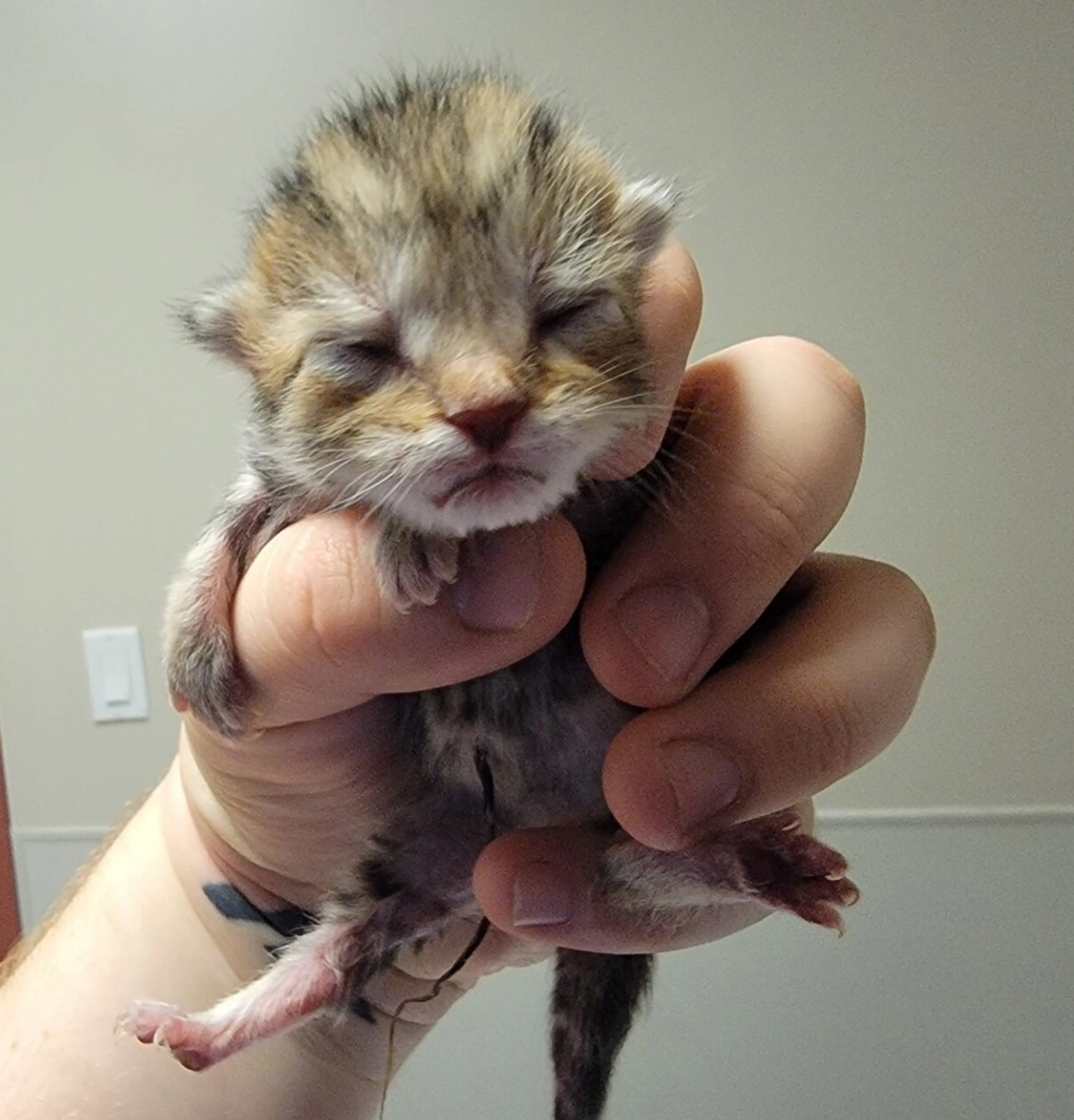Found pet