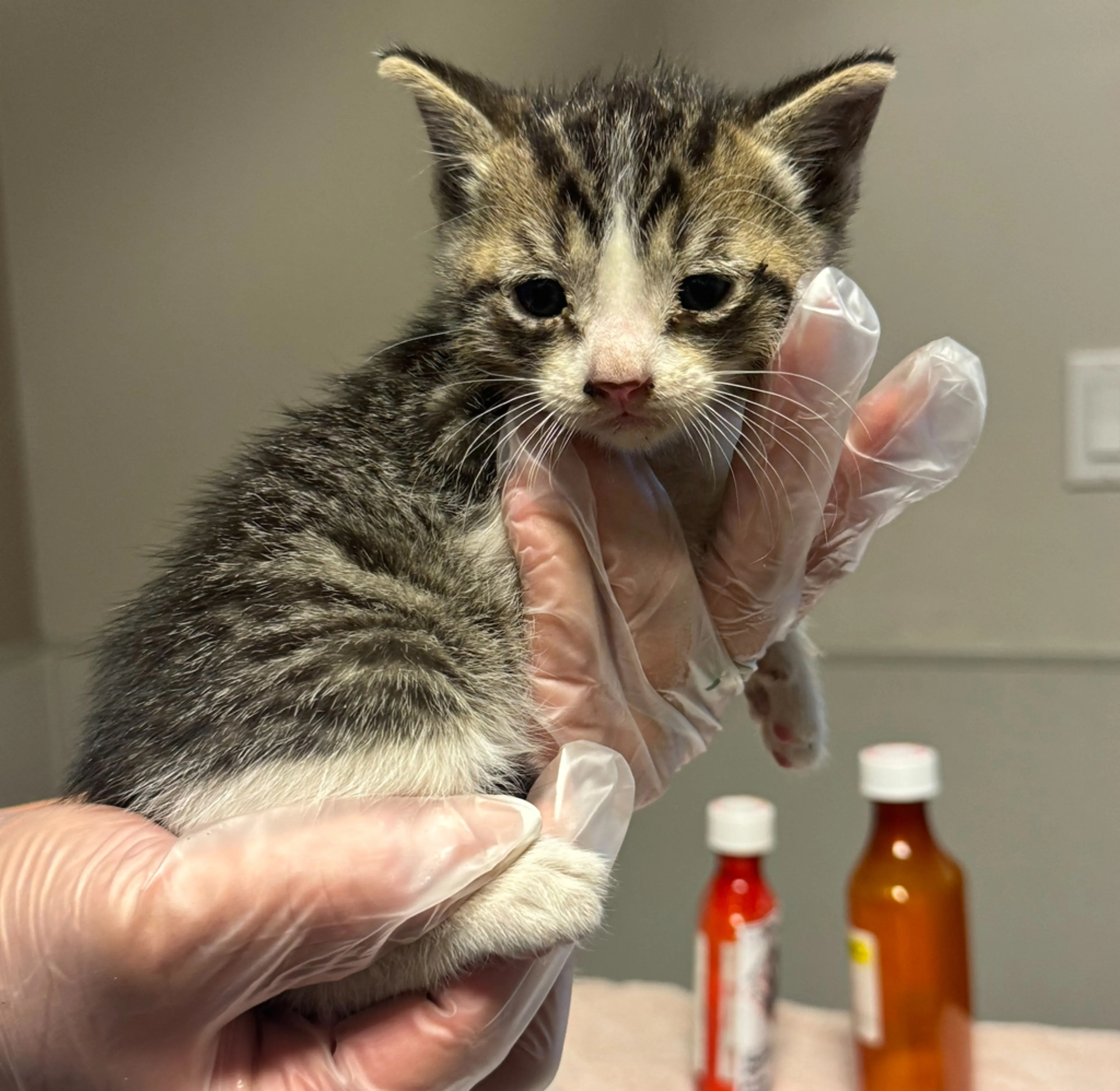 Found pet