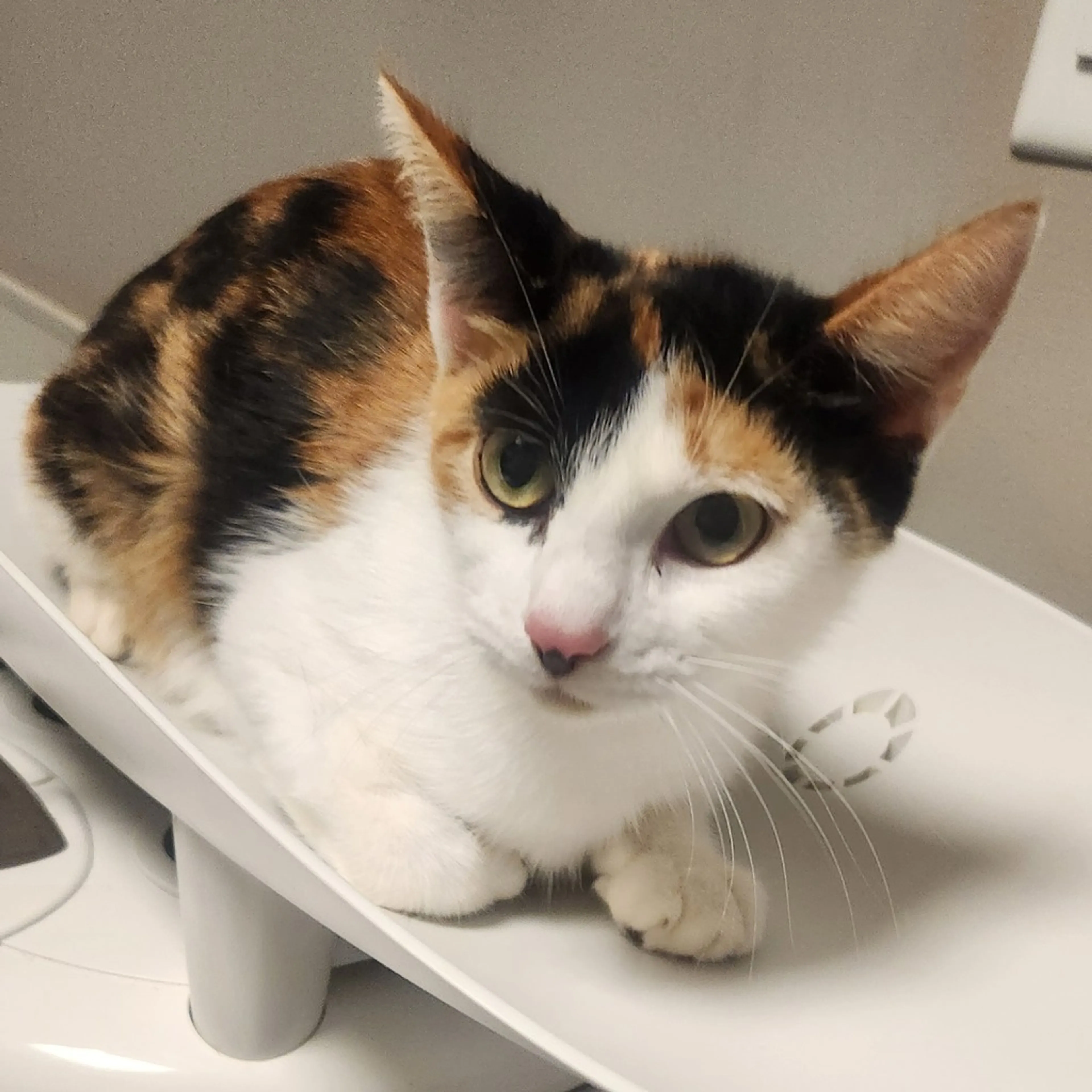 Found pet