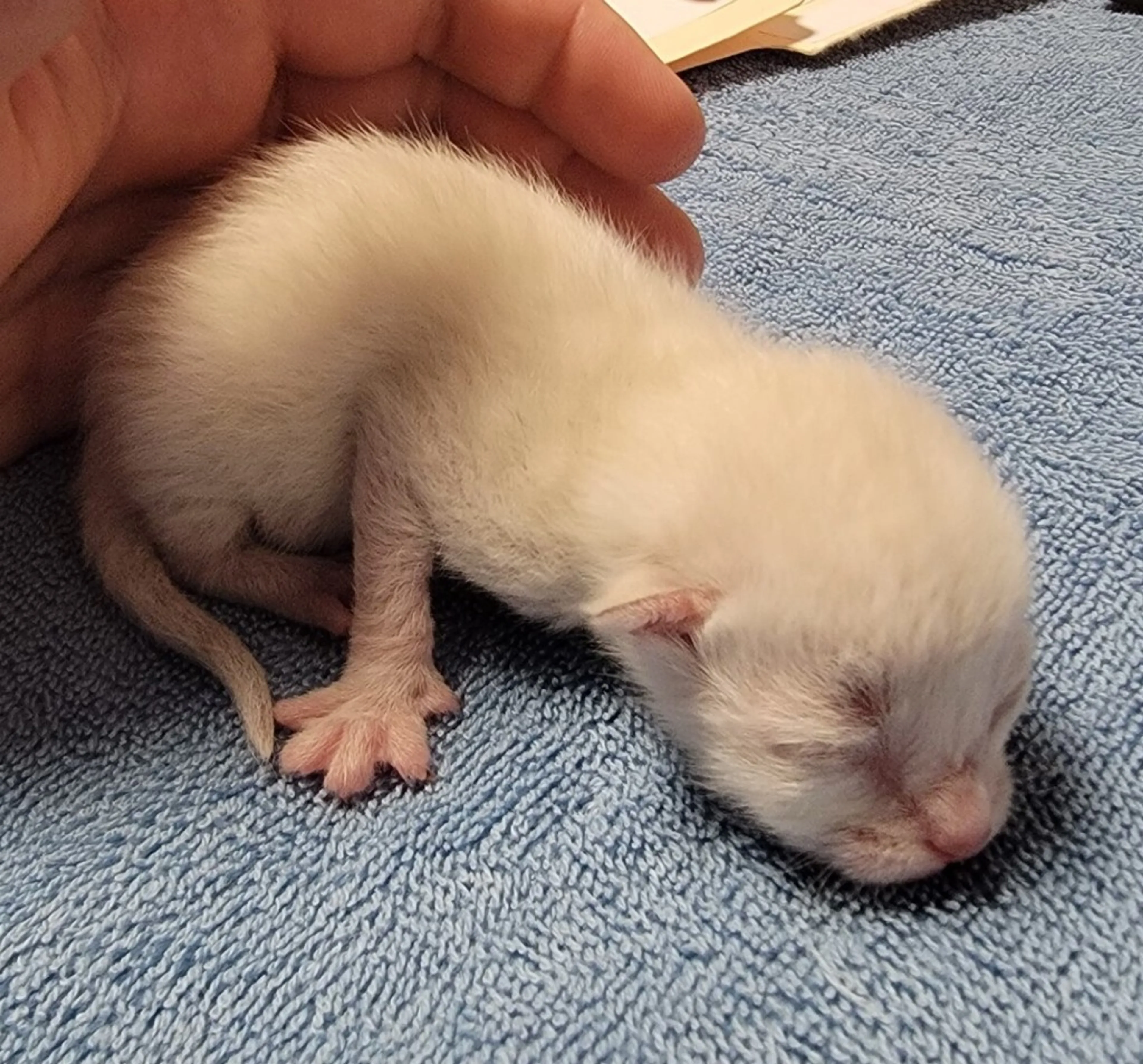 Found pet