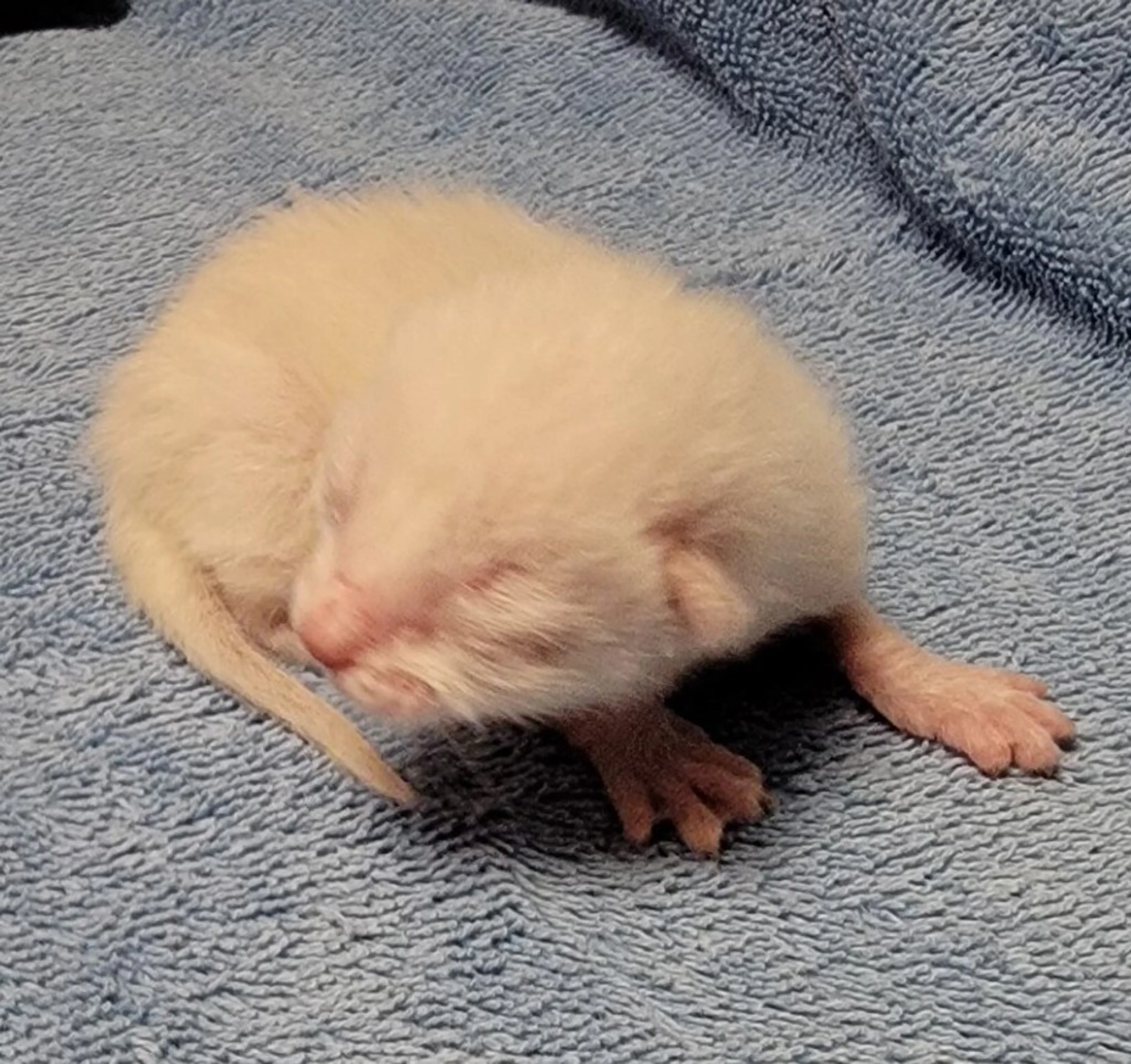 Found pet