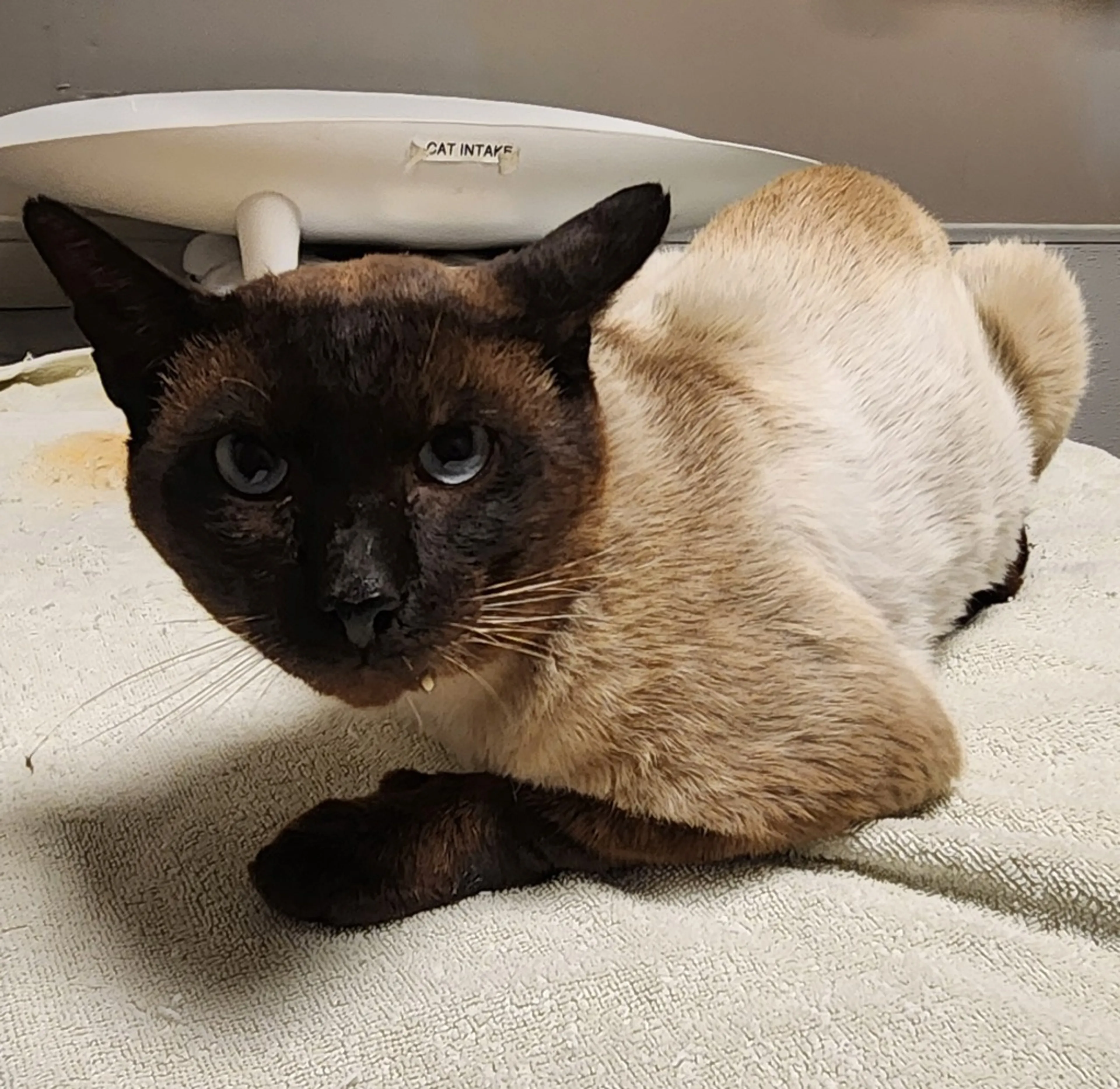 Found pet