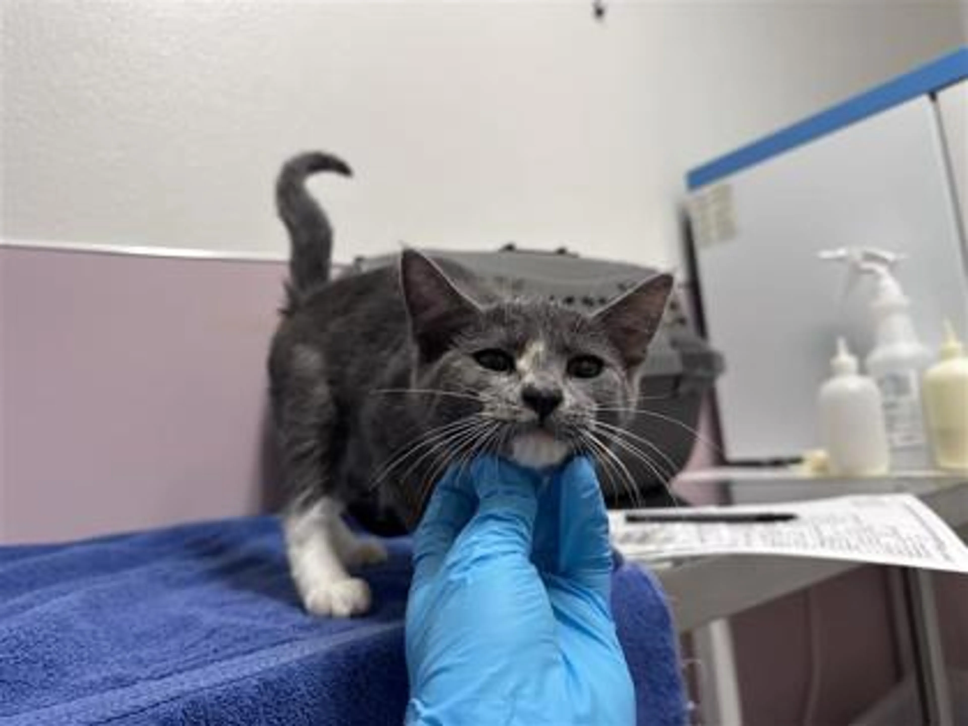 Found pet-1
