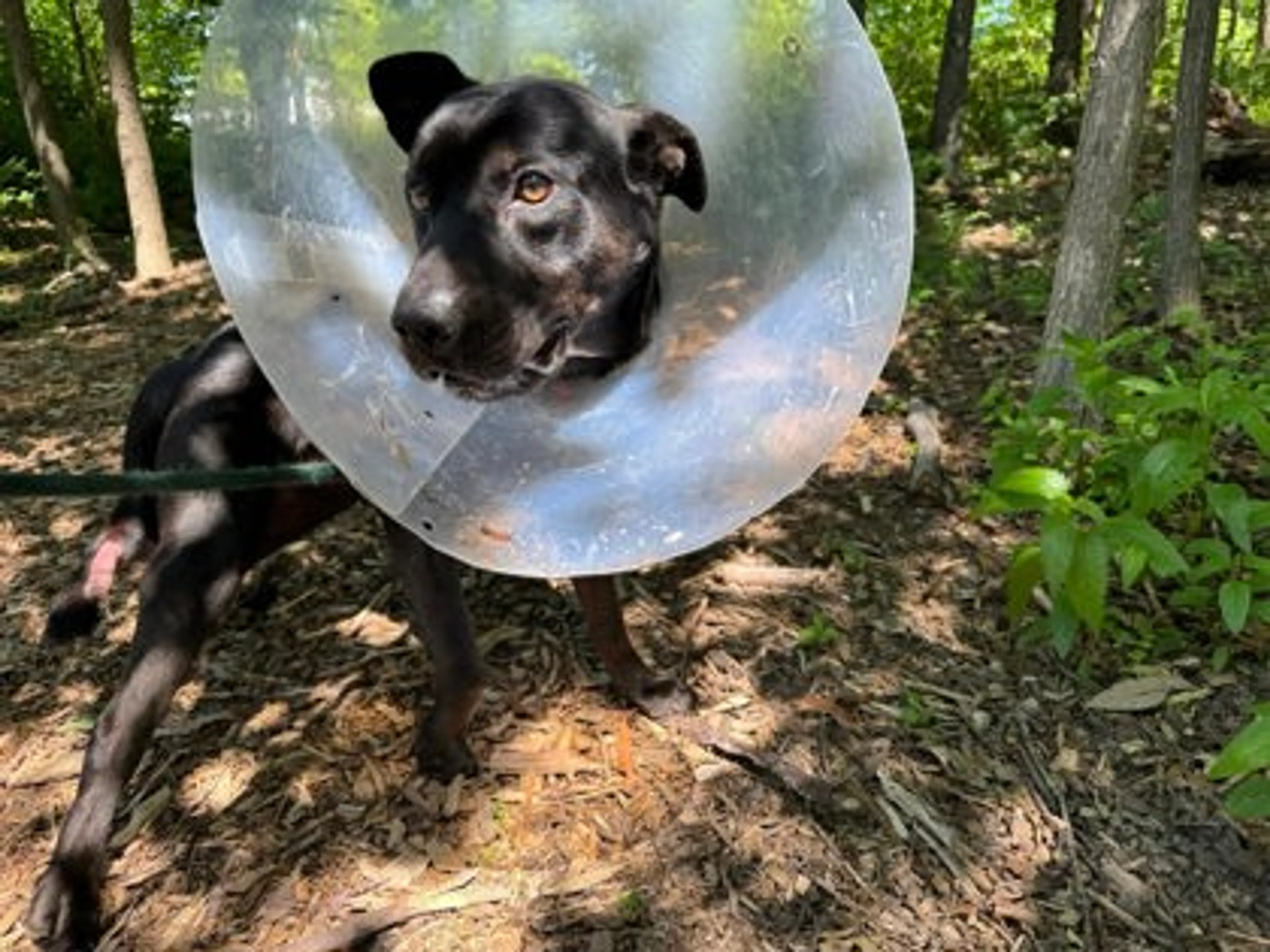 Found pet-1