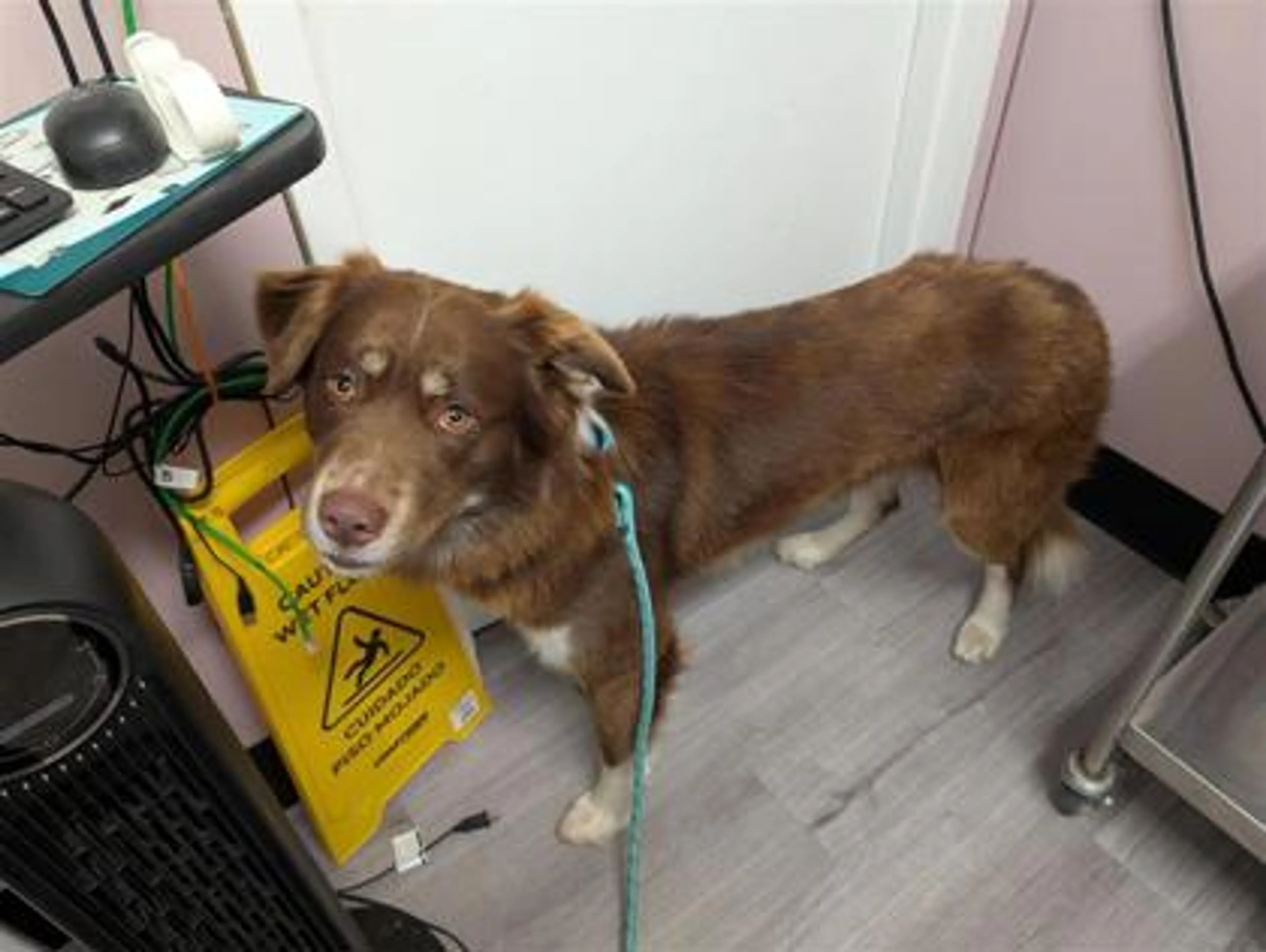 Found pet