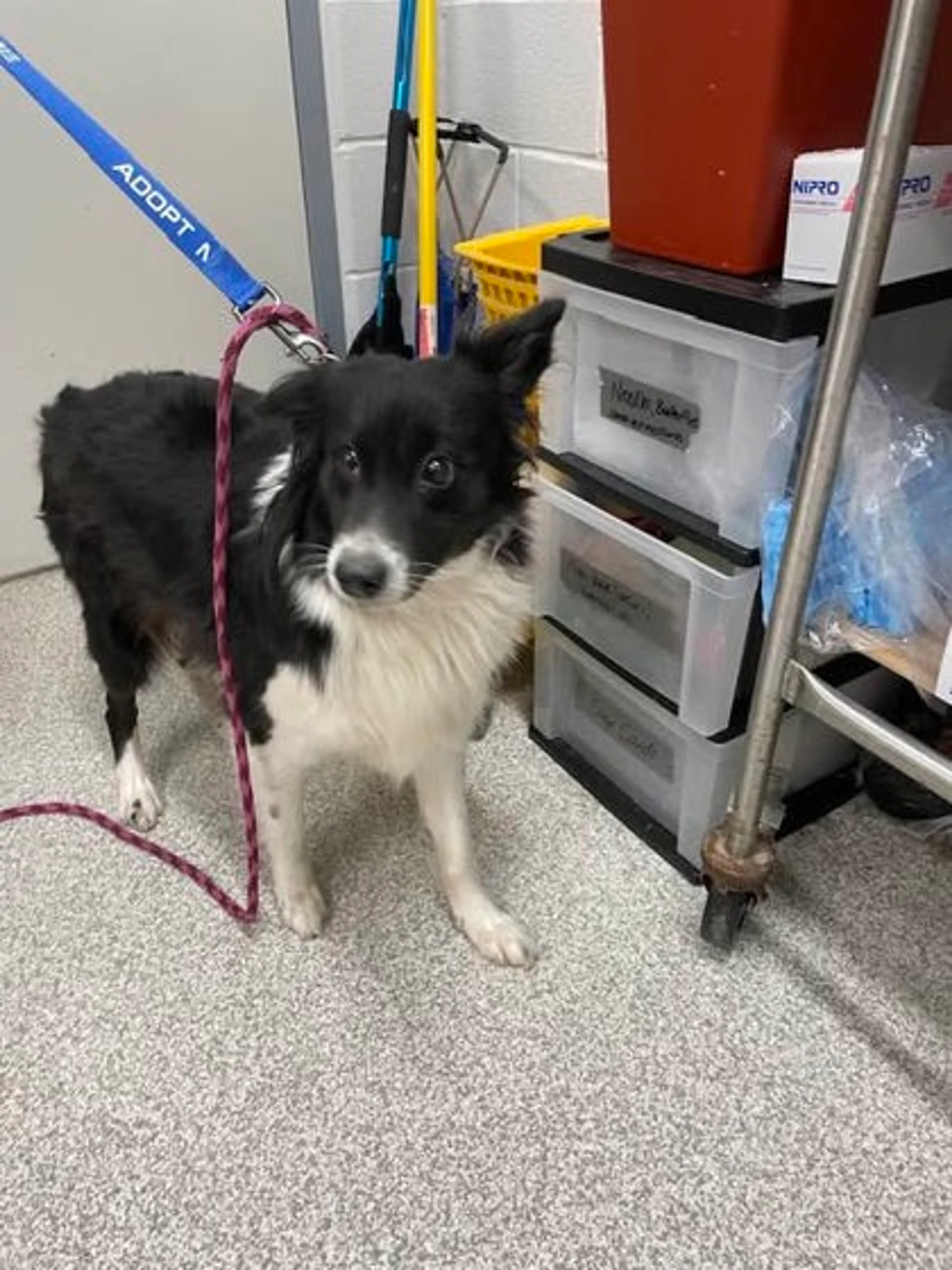 Found pet