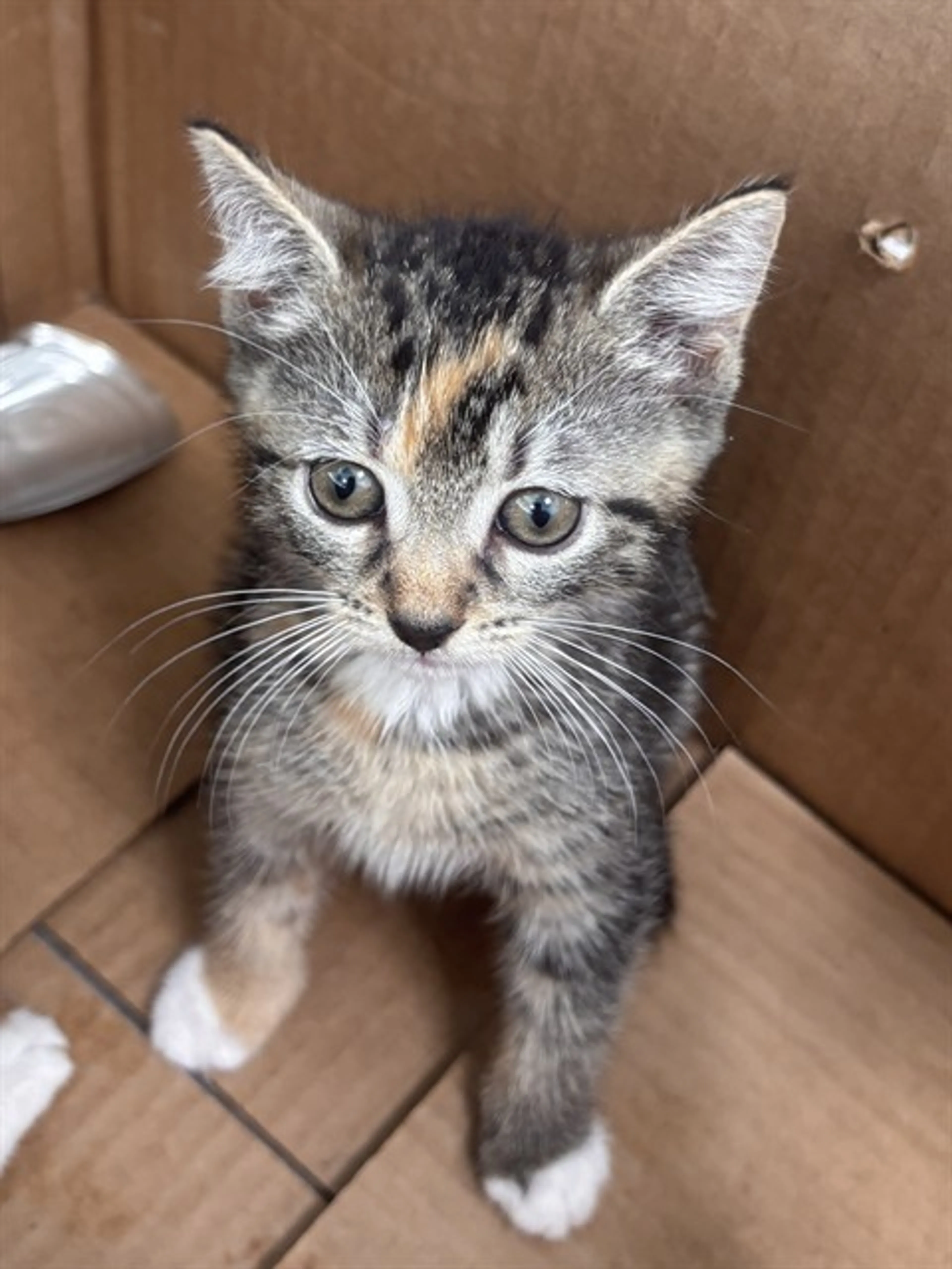 Found pet