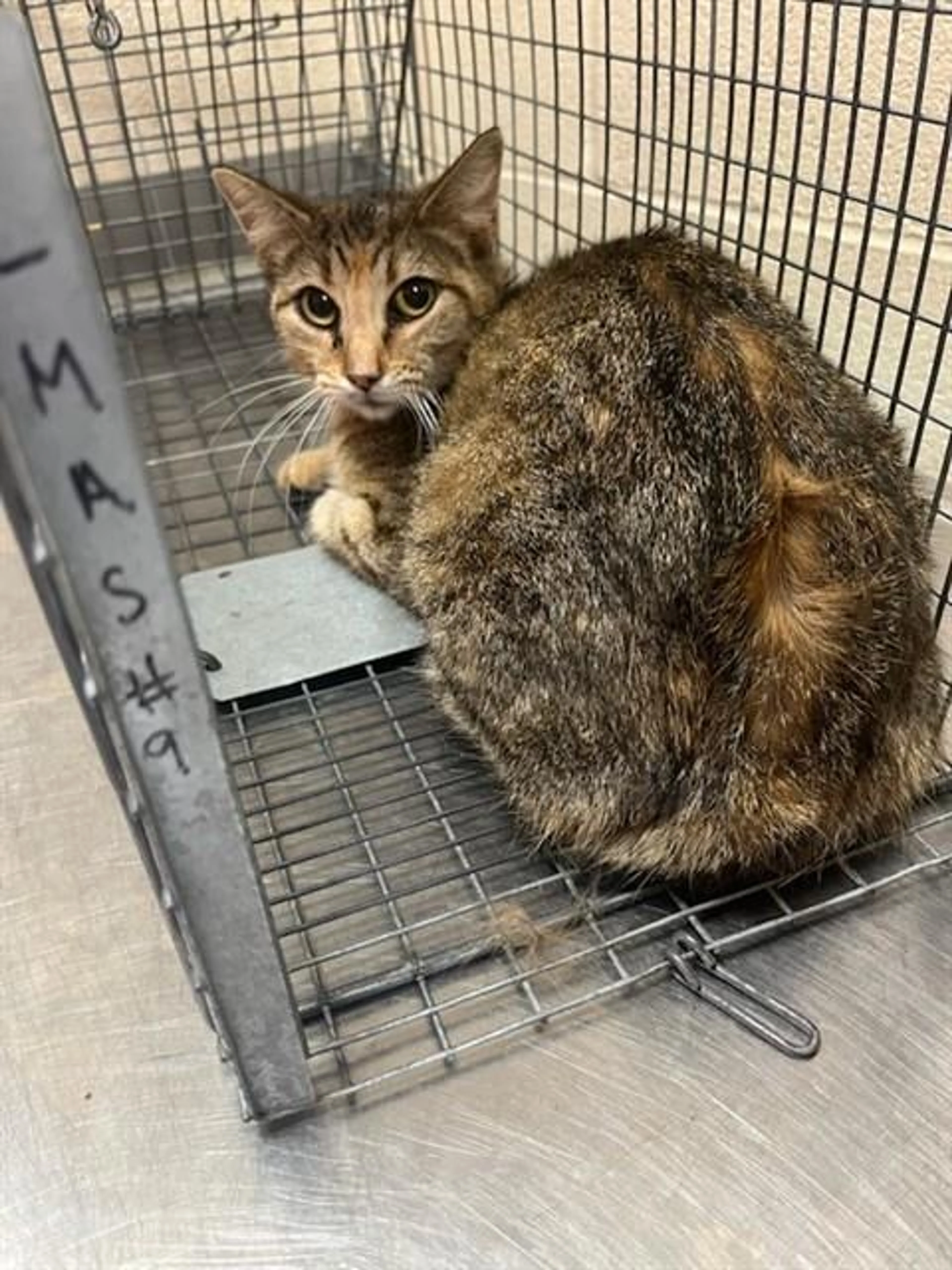 Found pet