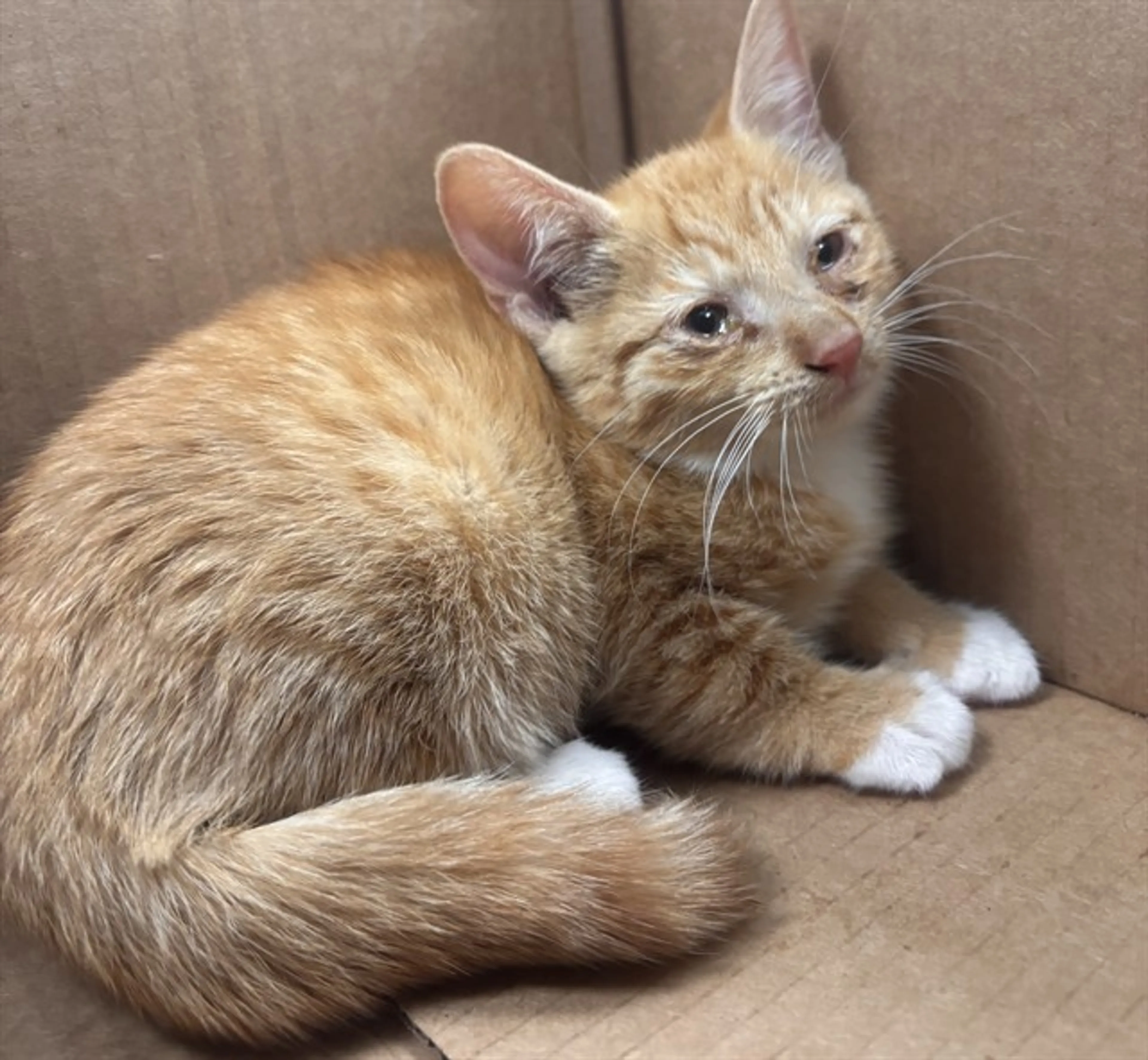Found pet