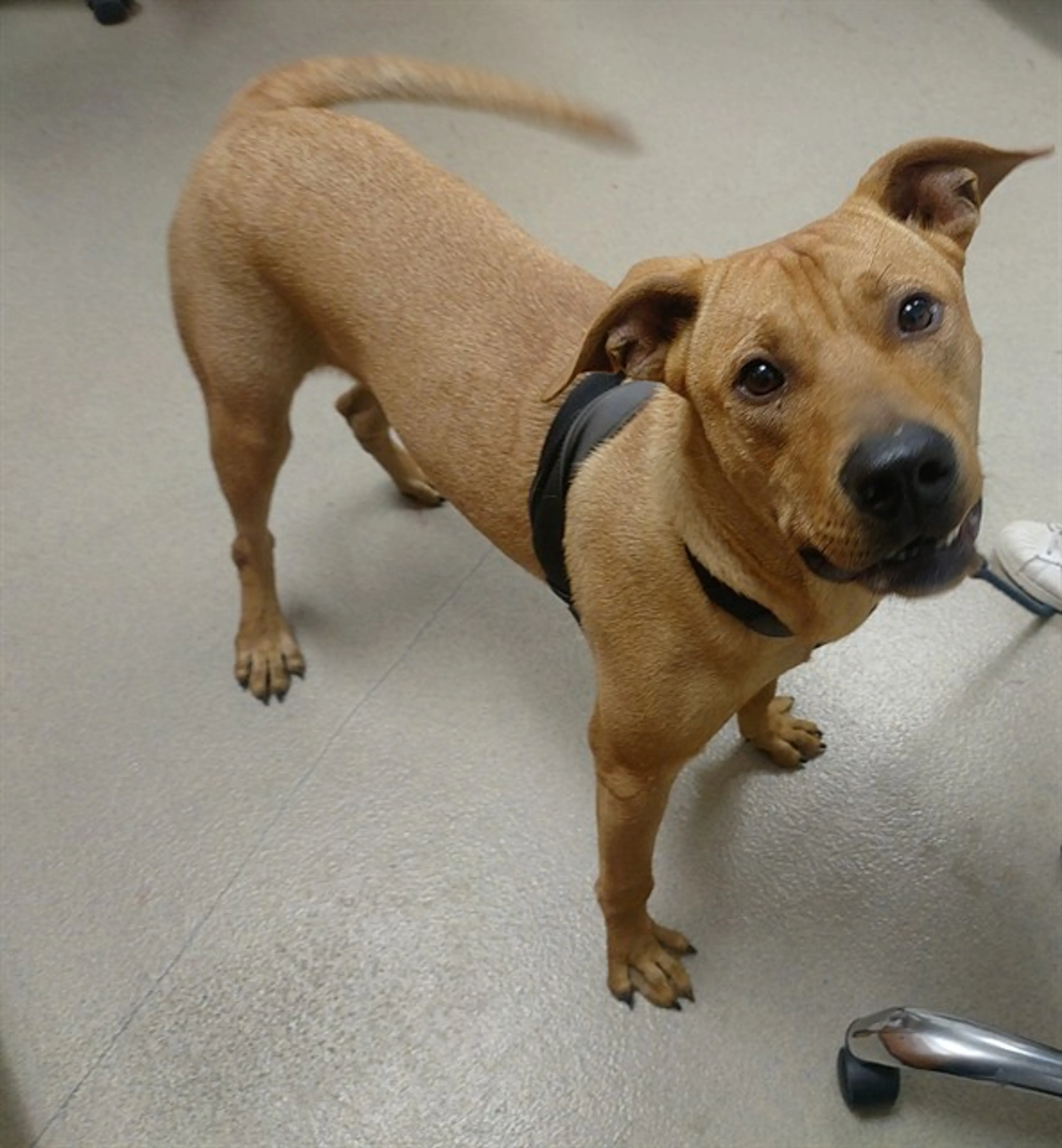 Found pet