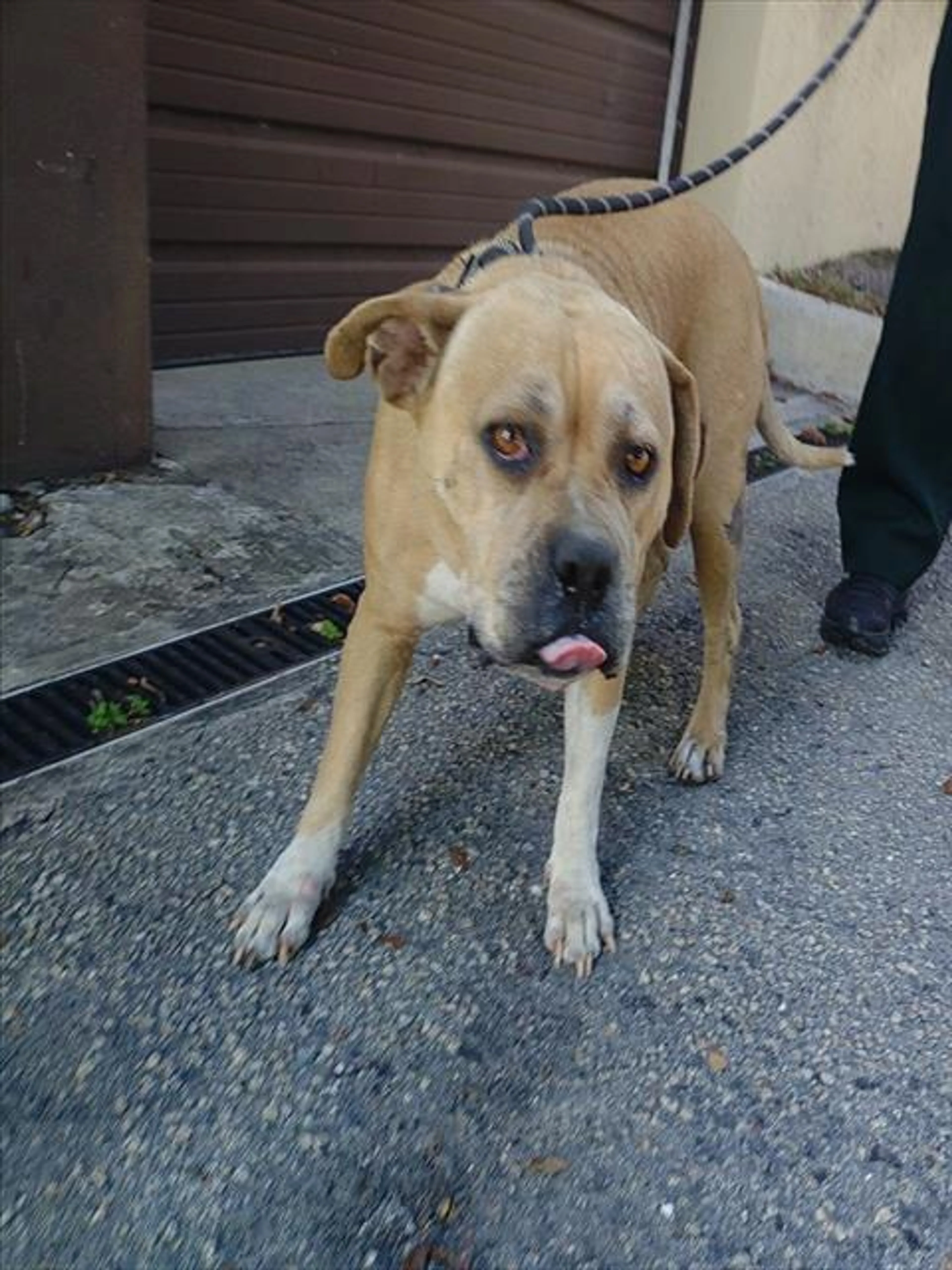 Found pet