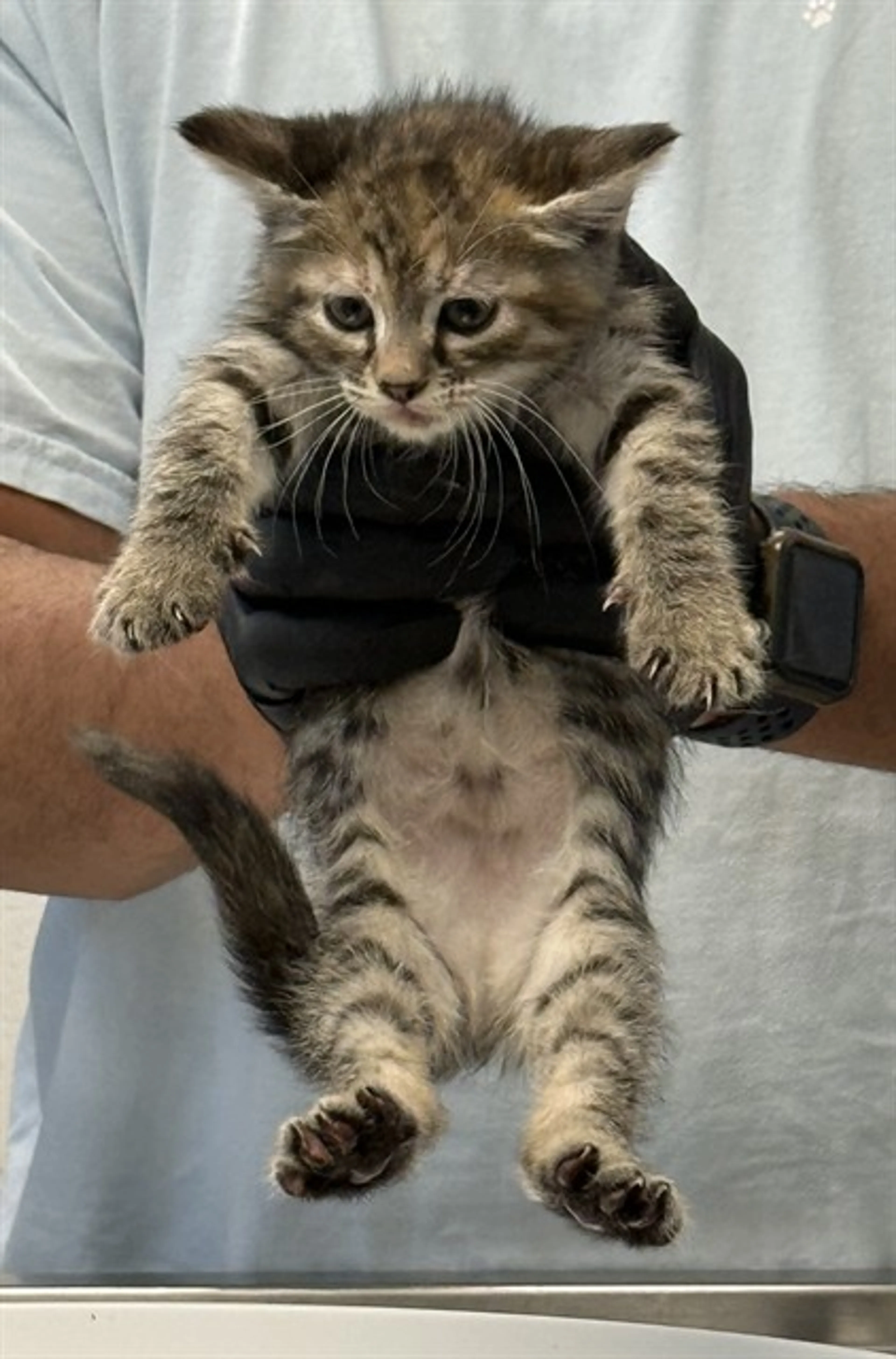 Found pet