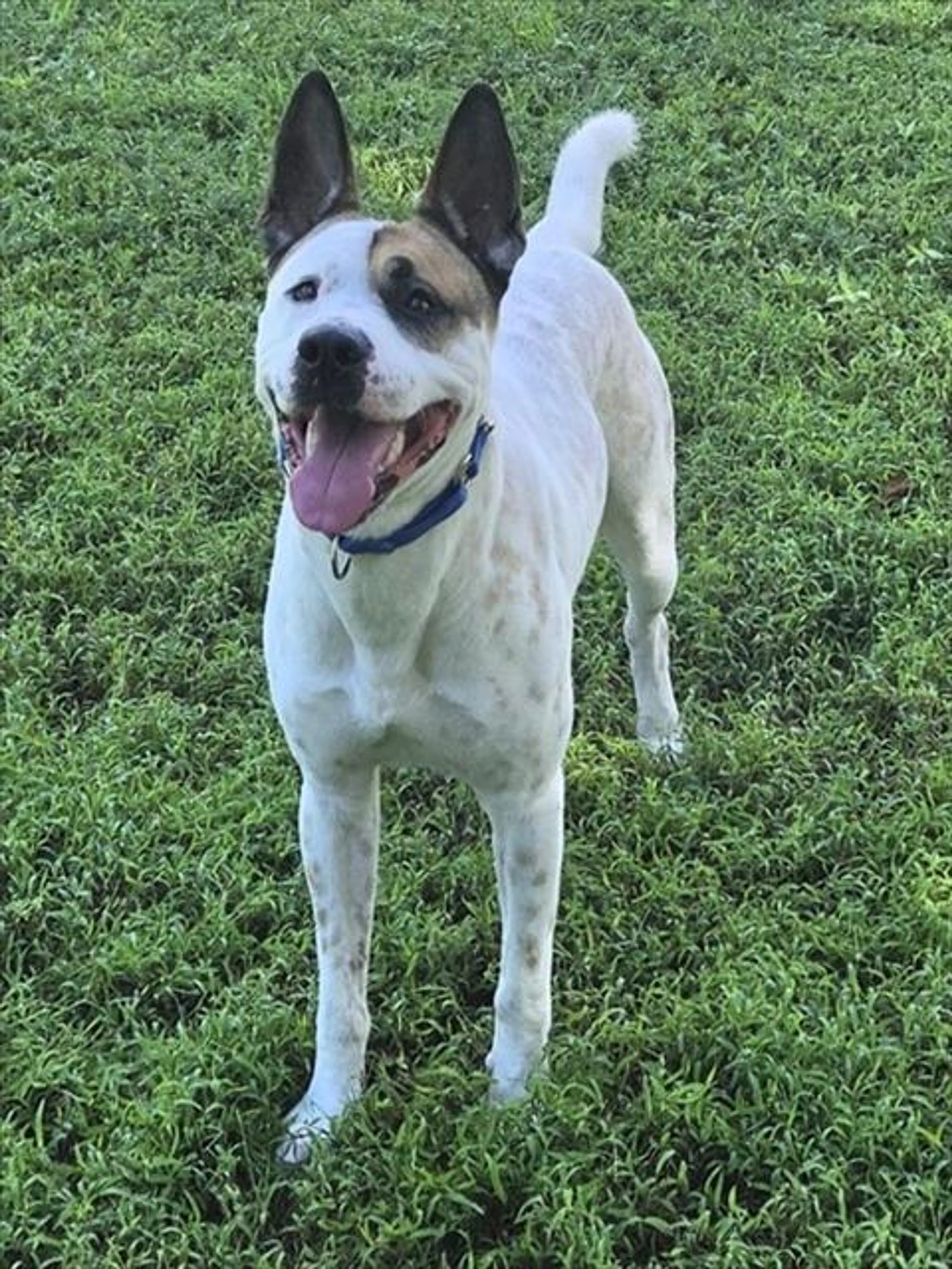 cdn image