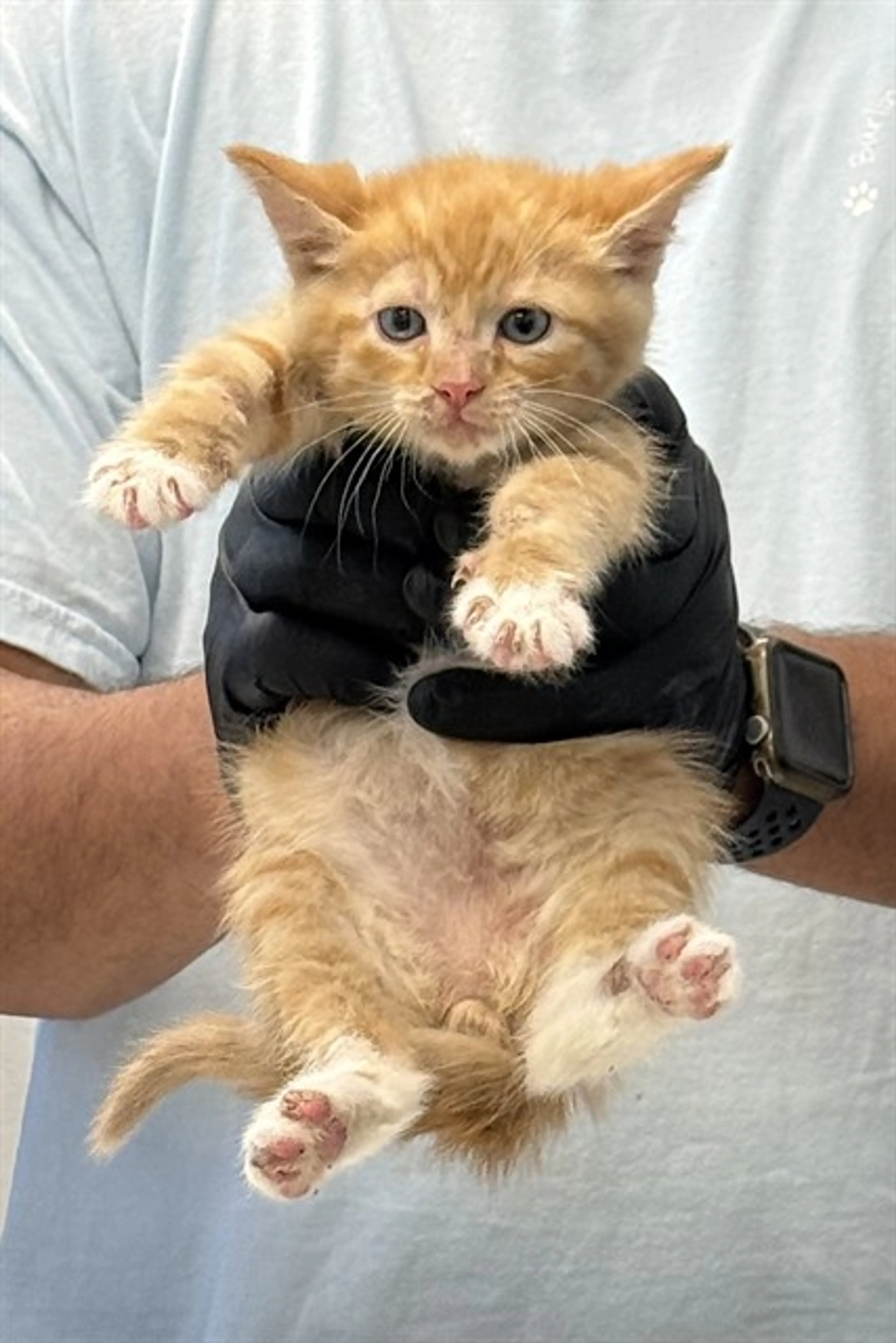Found pet