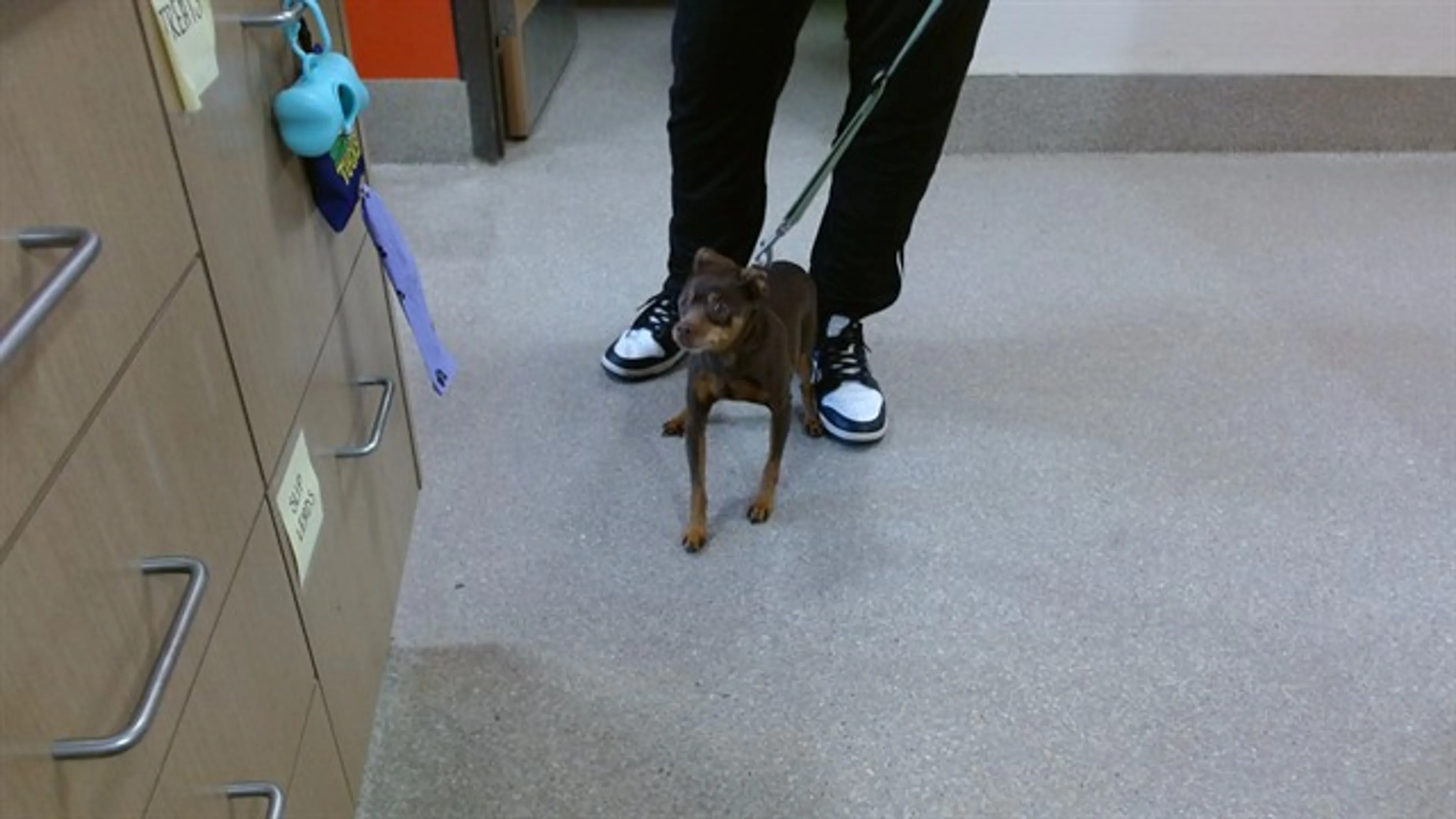 Found pet
