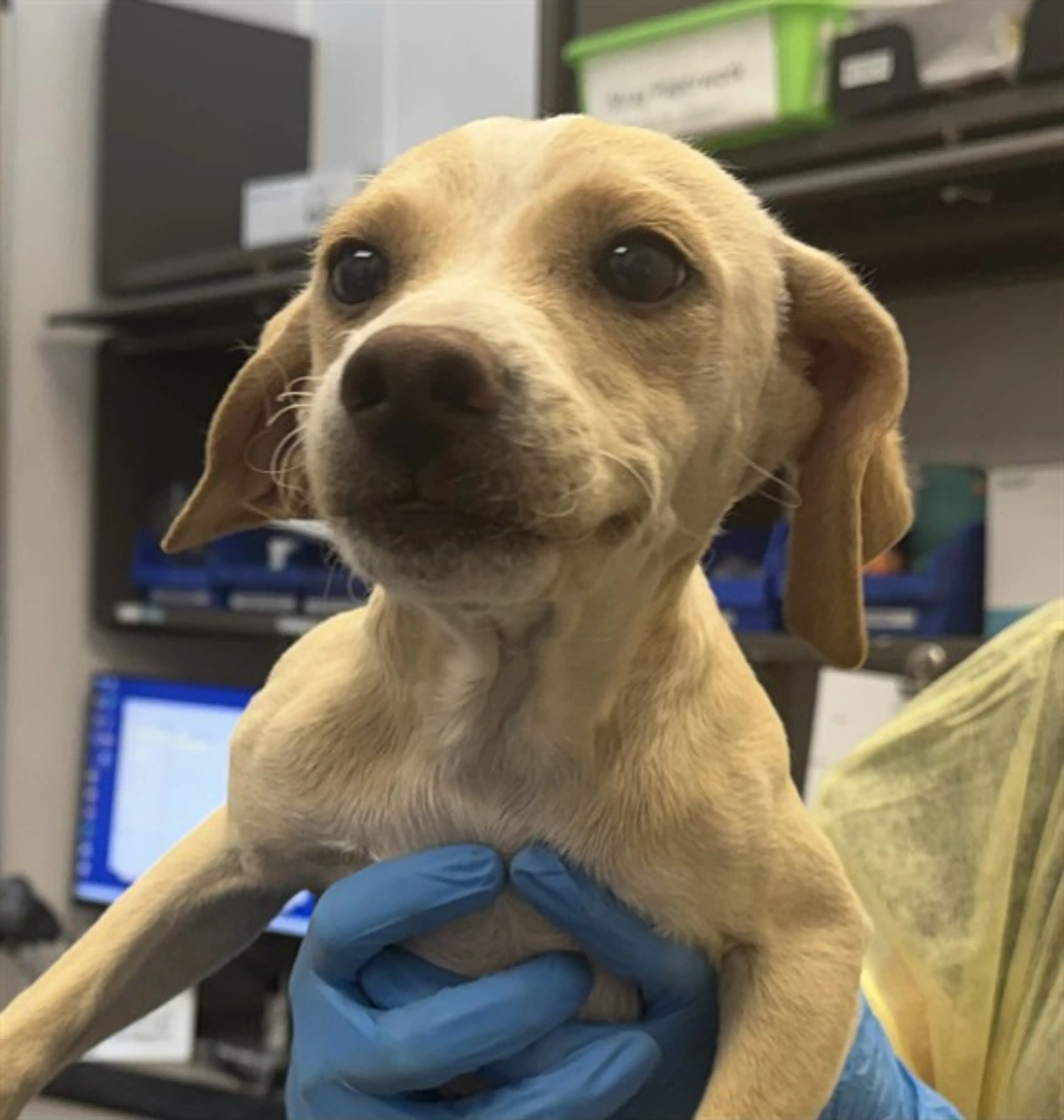 Found pet