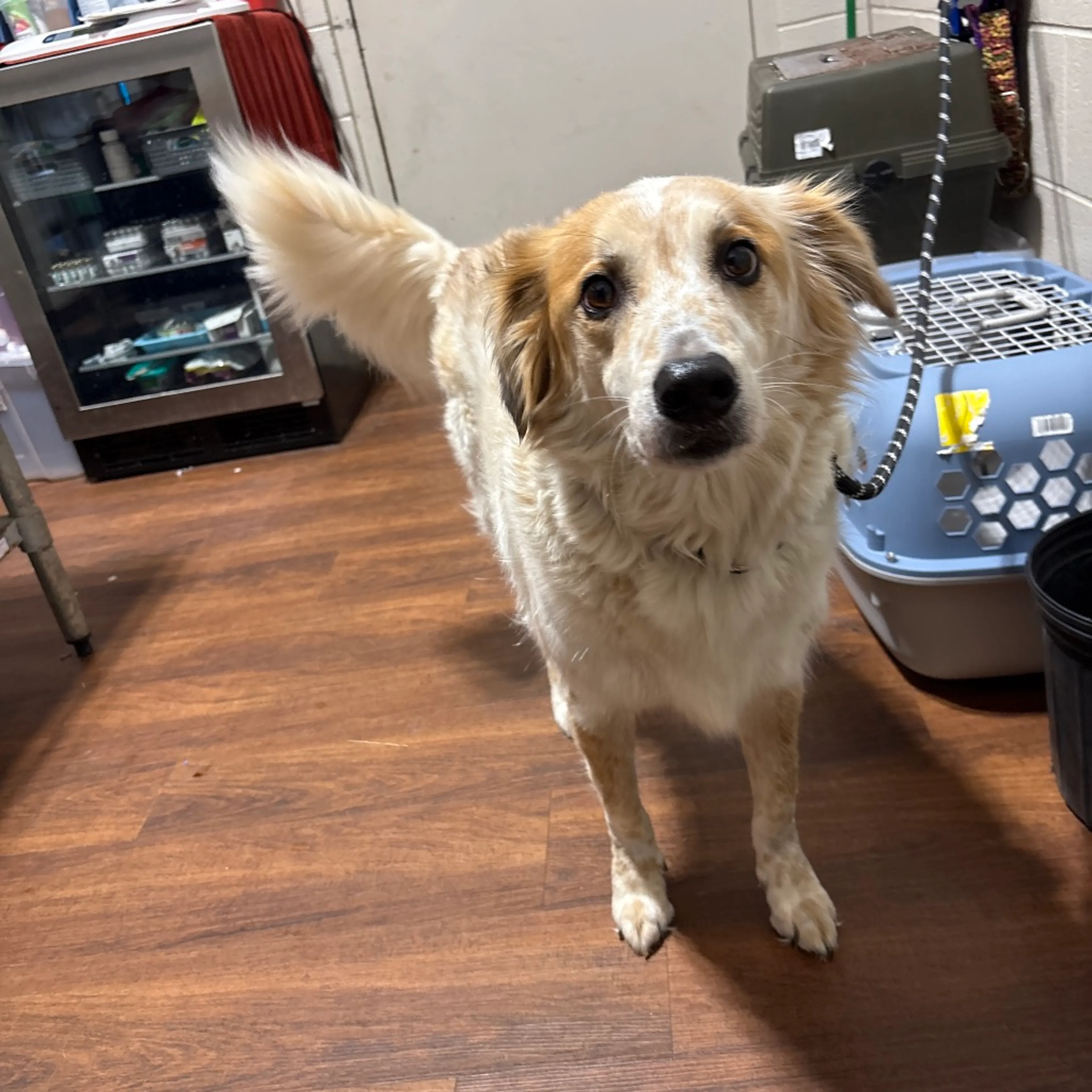 Found pet