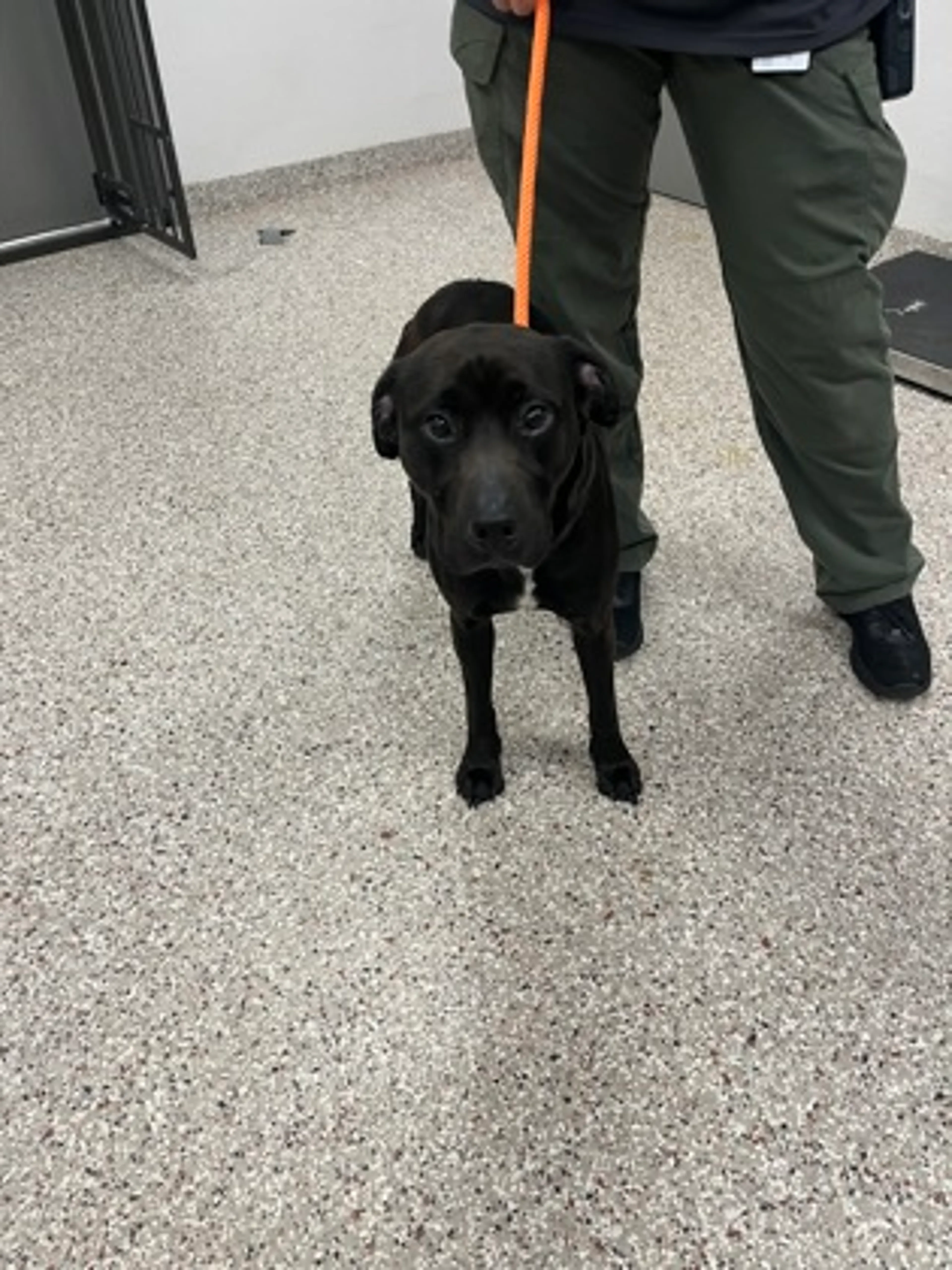 Found pet