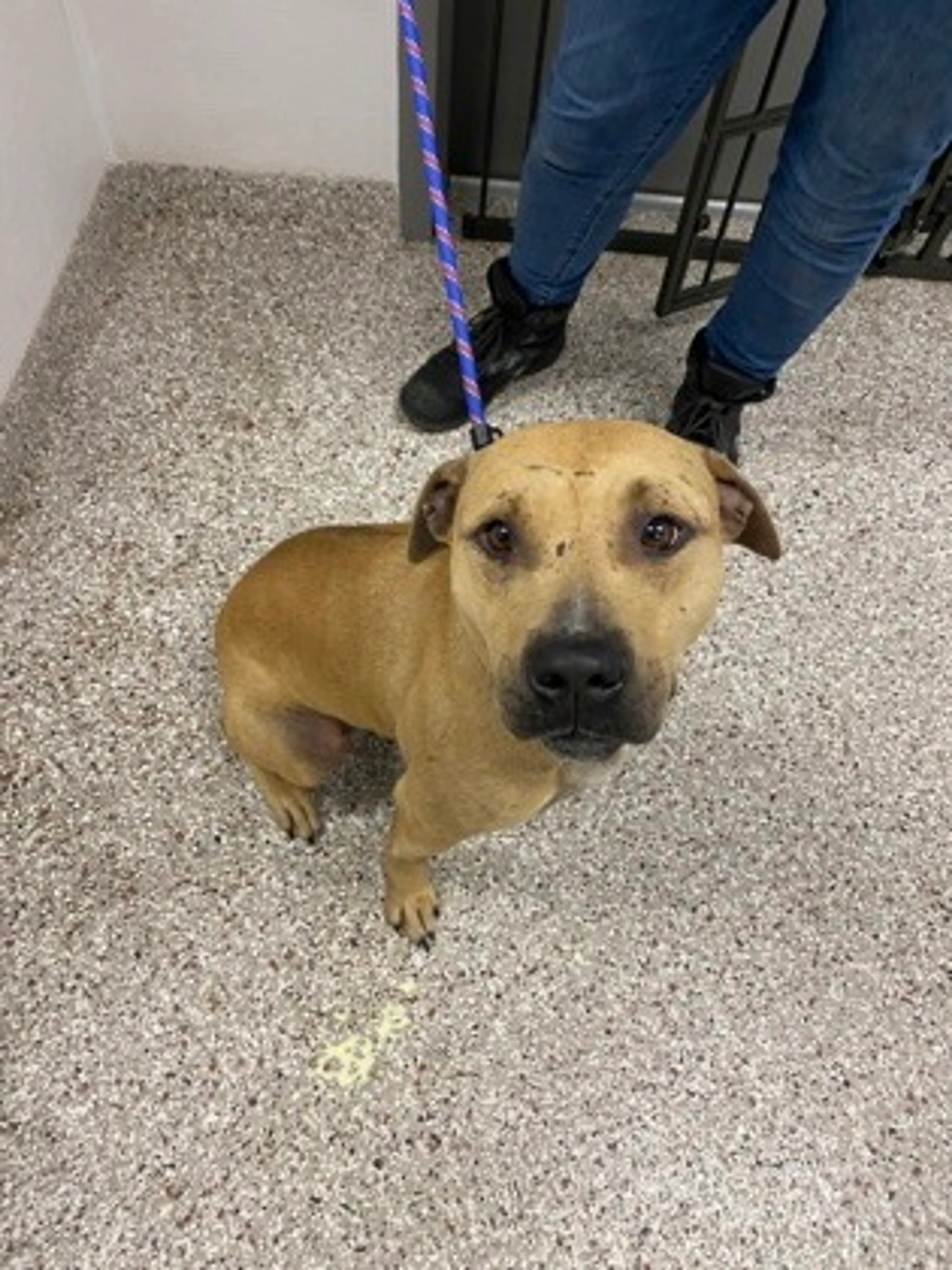 Found pet