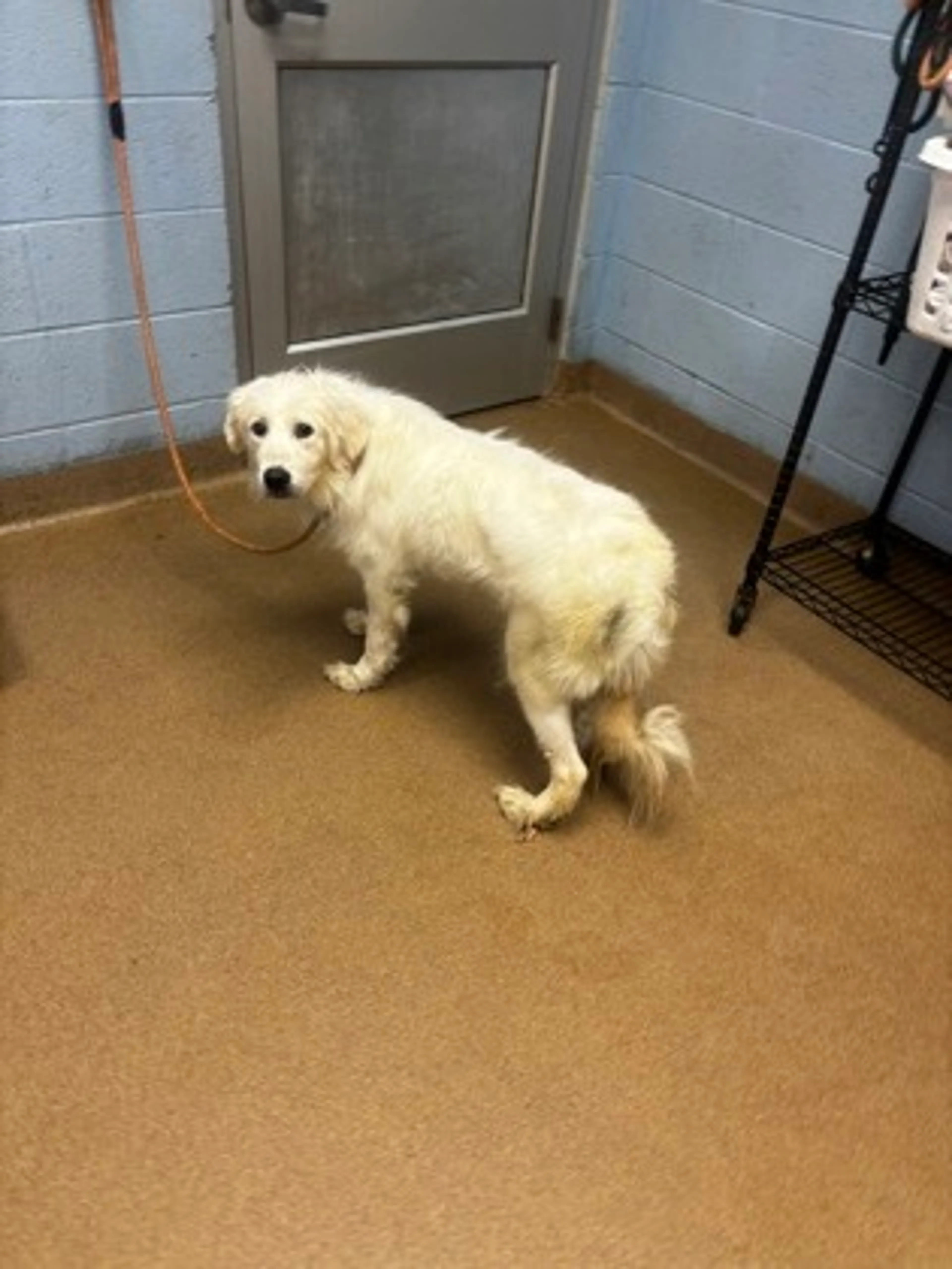 Found pet
