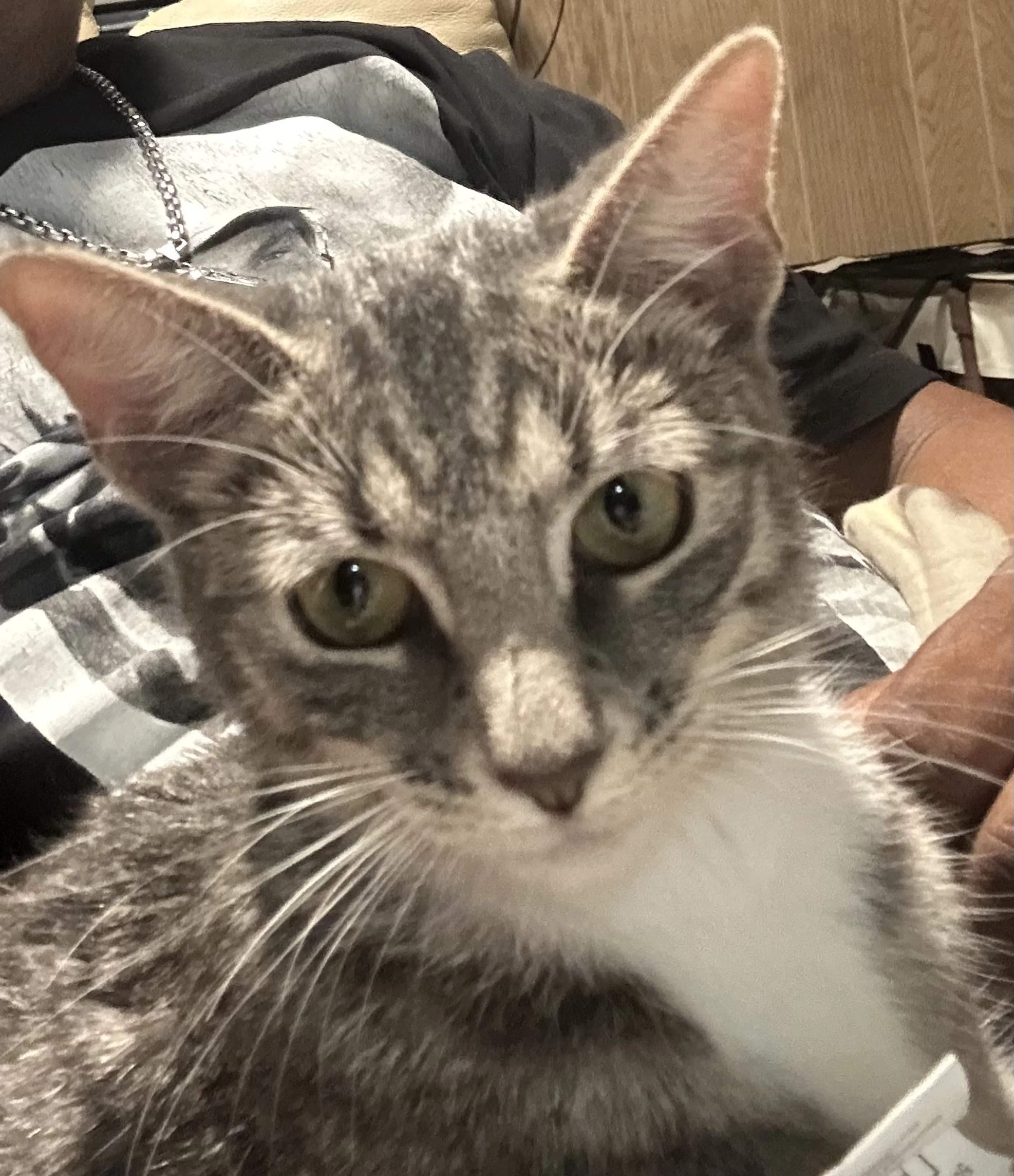 Lost pet