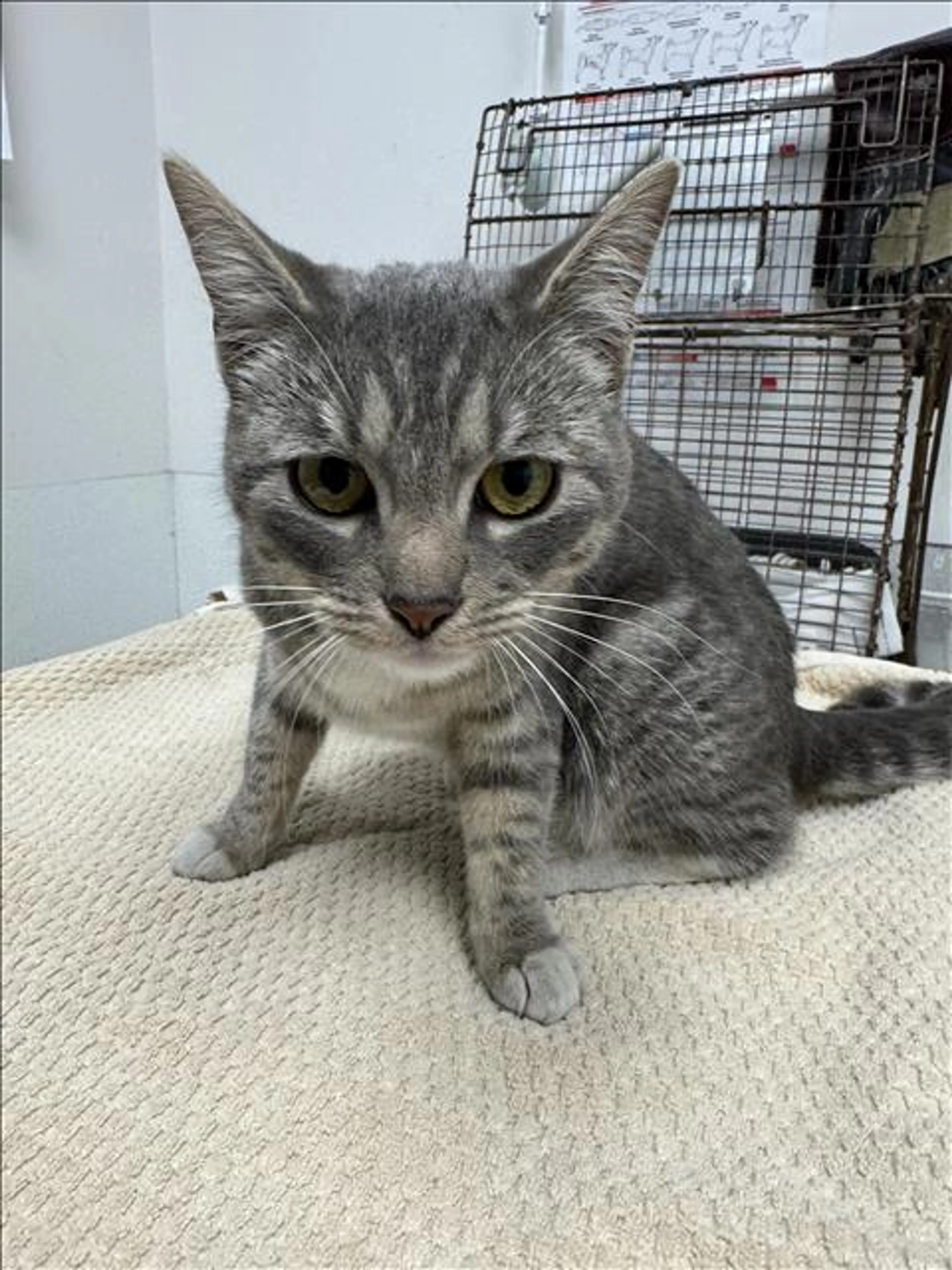 Found pet