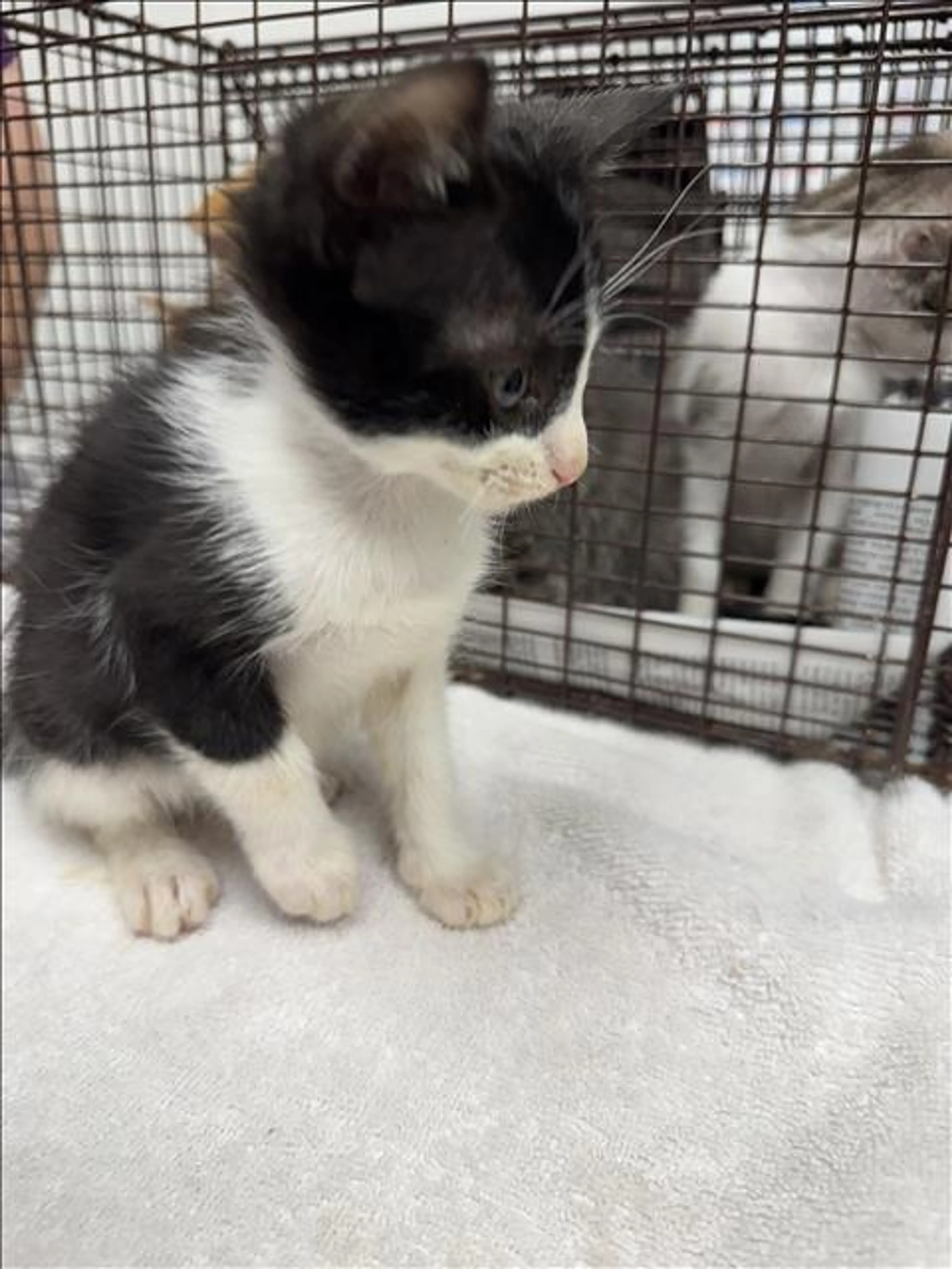 Found pet