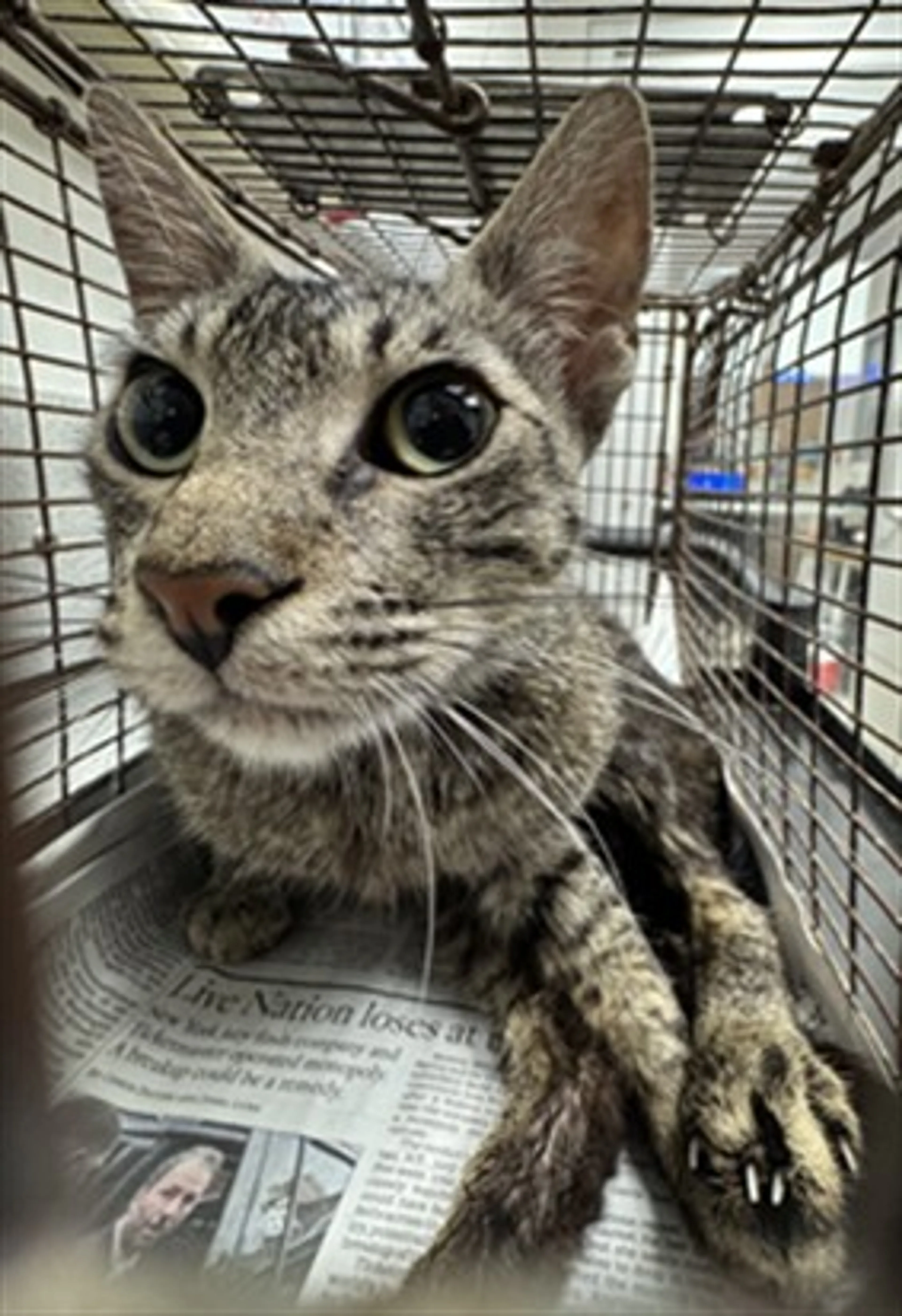 Found pet