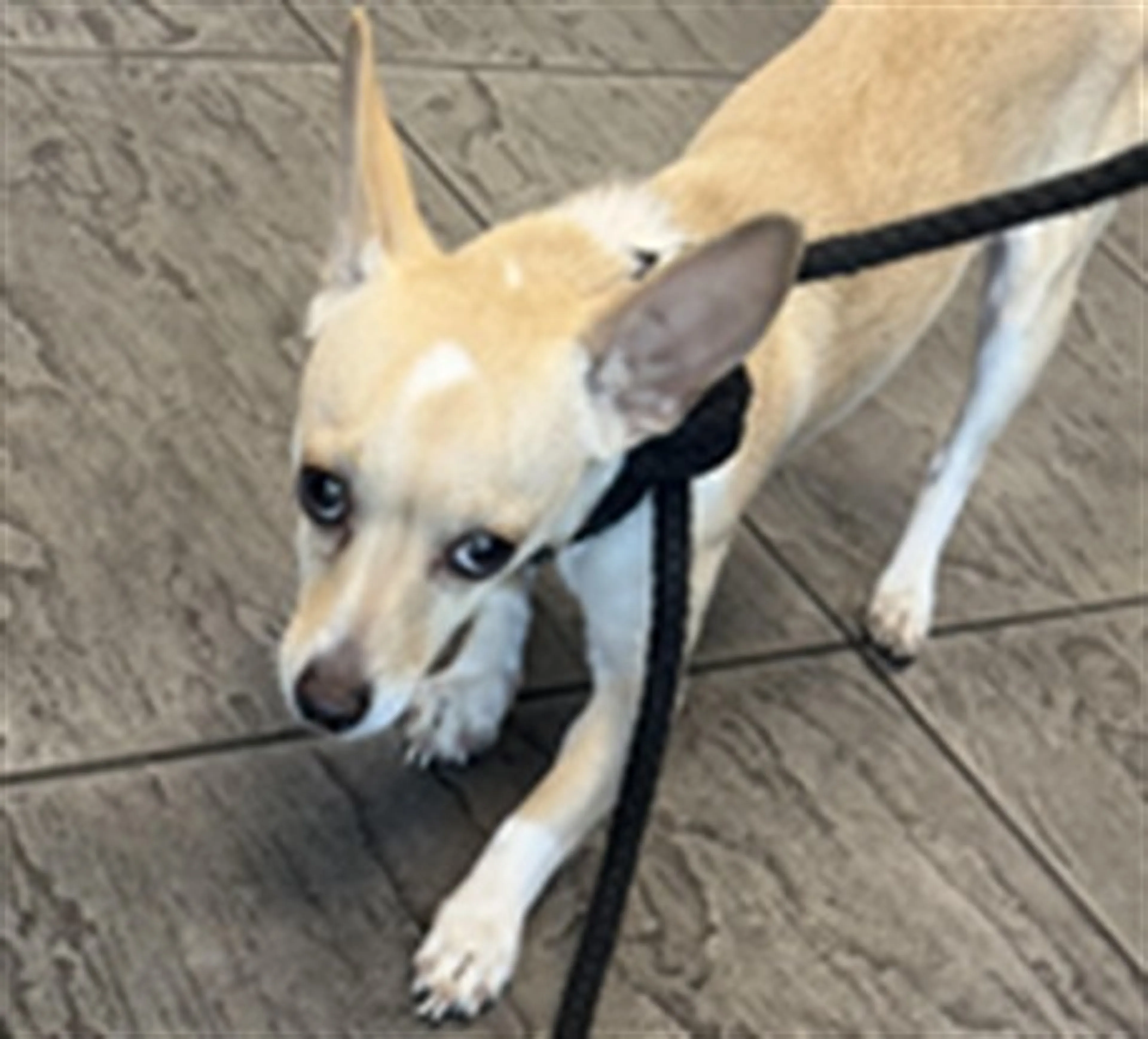 Found pet
