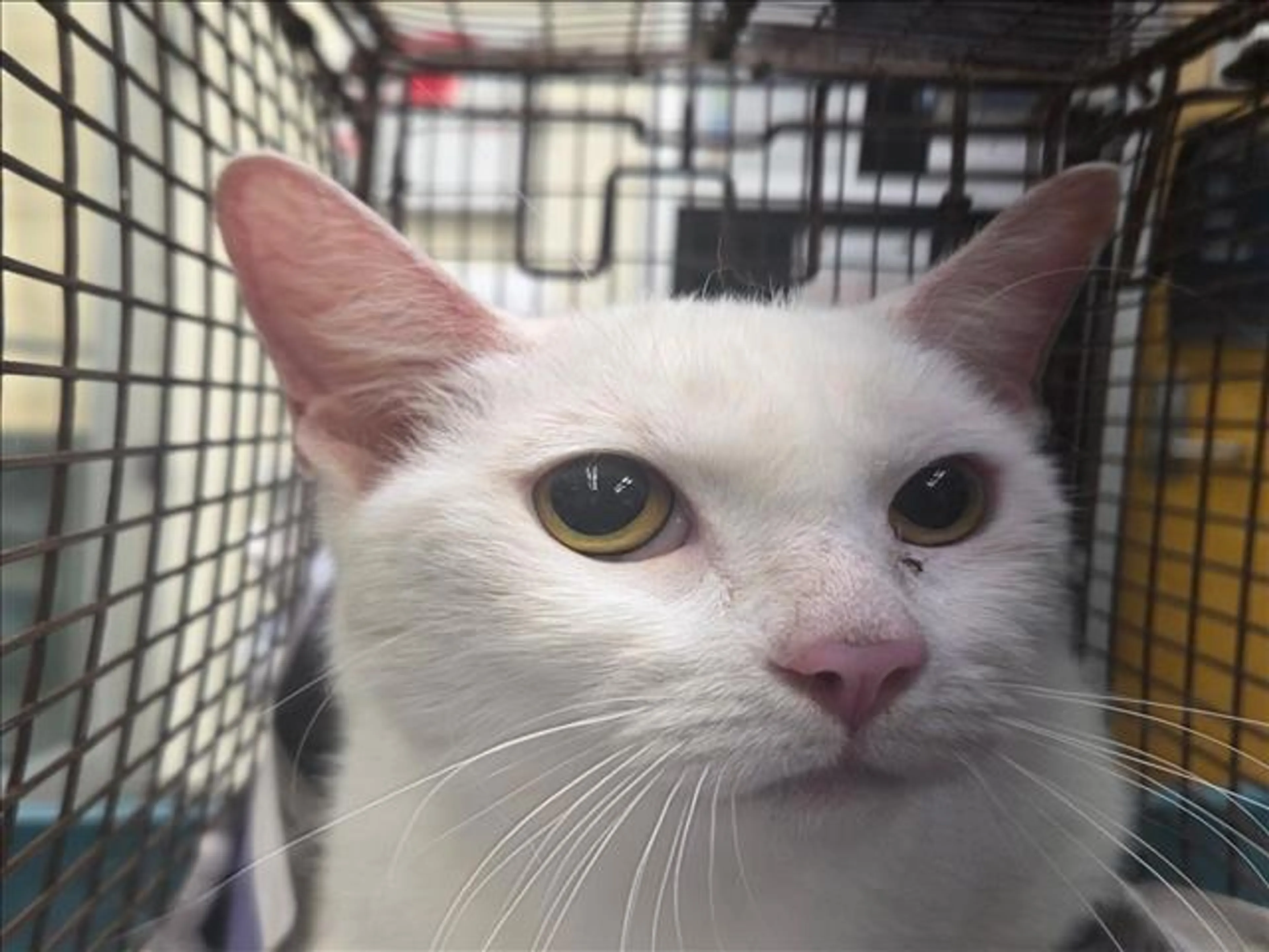 Found pet