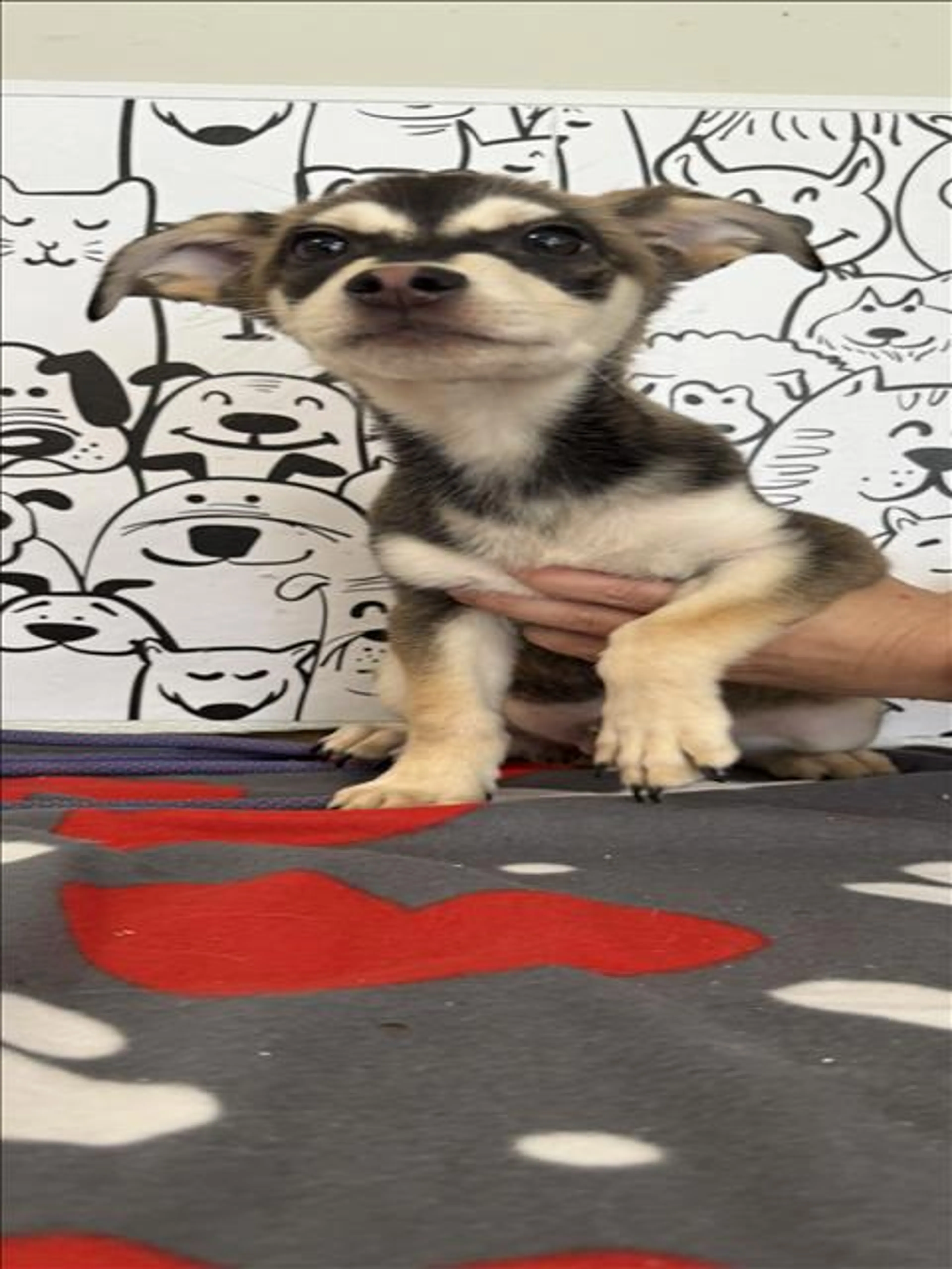 Found pet