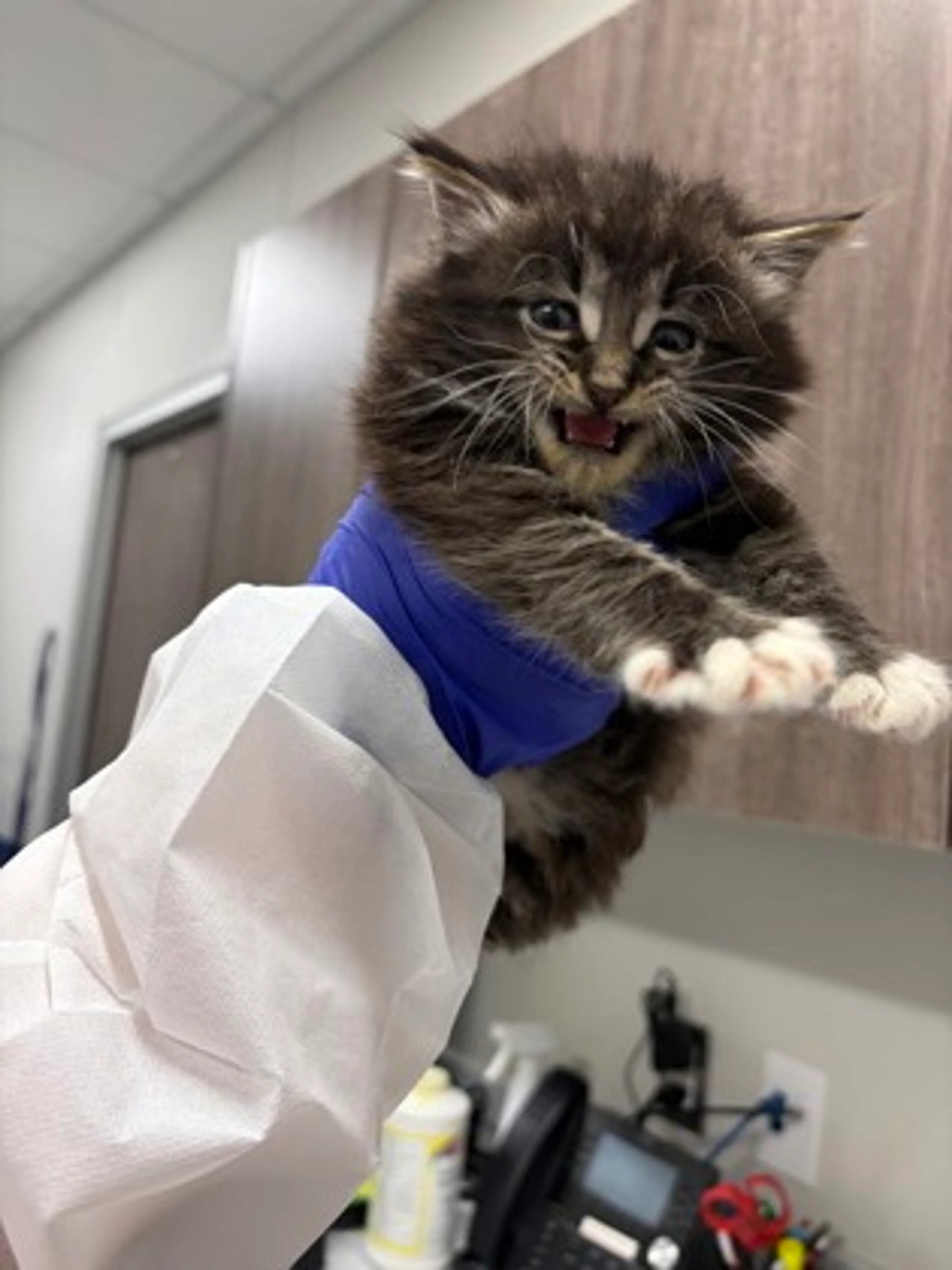 Found pet