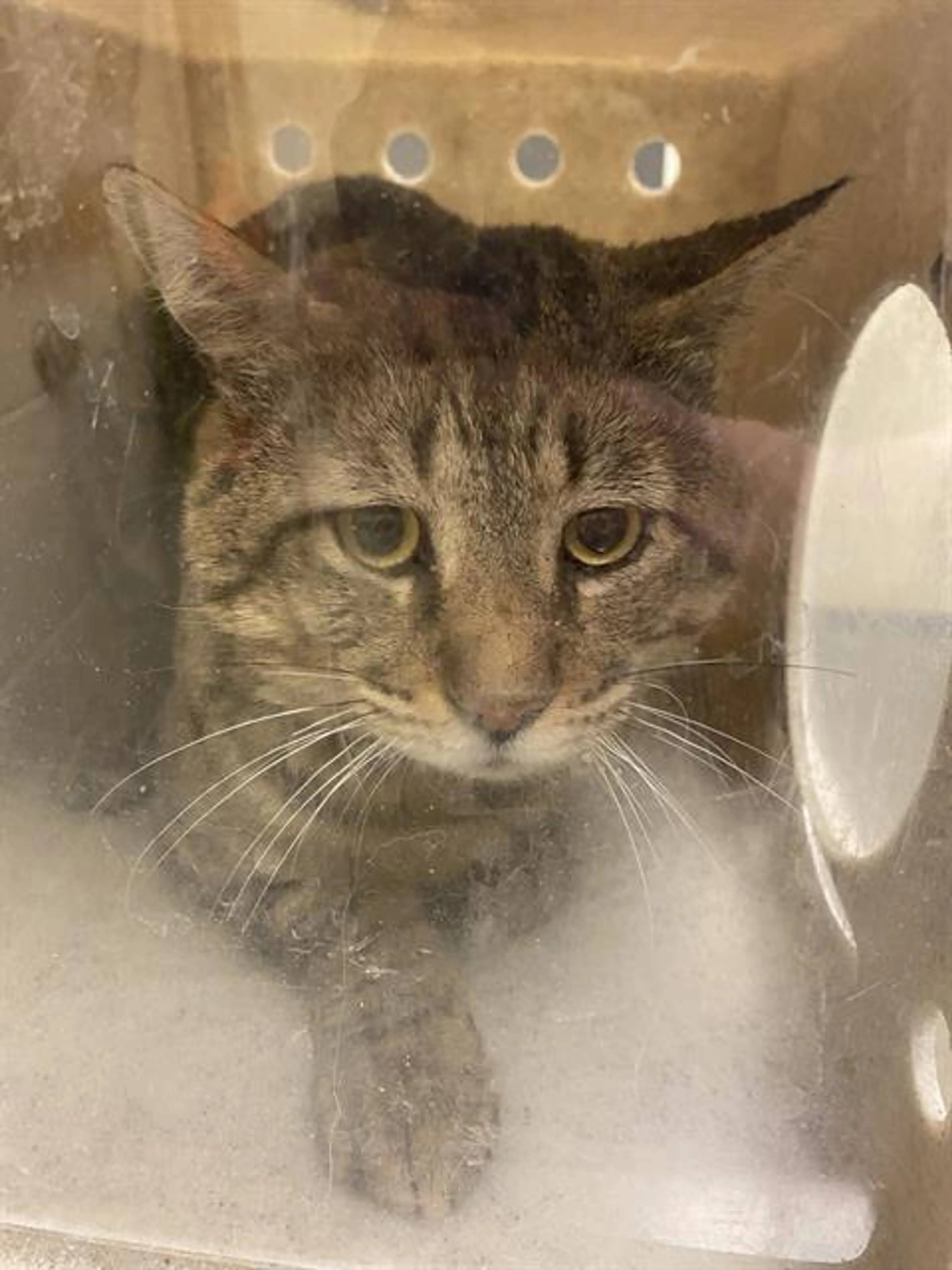 Found pet