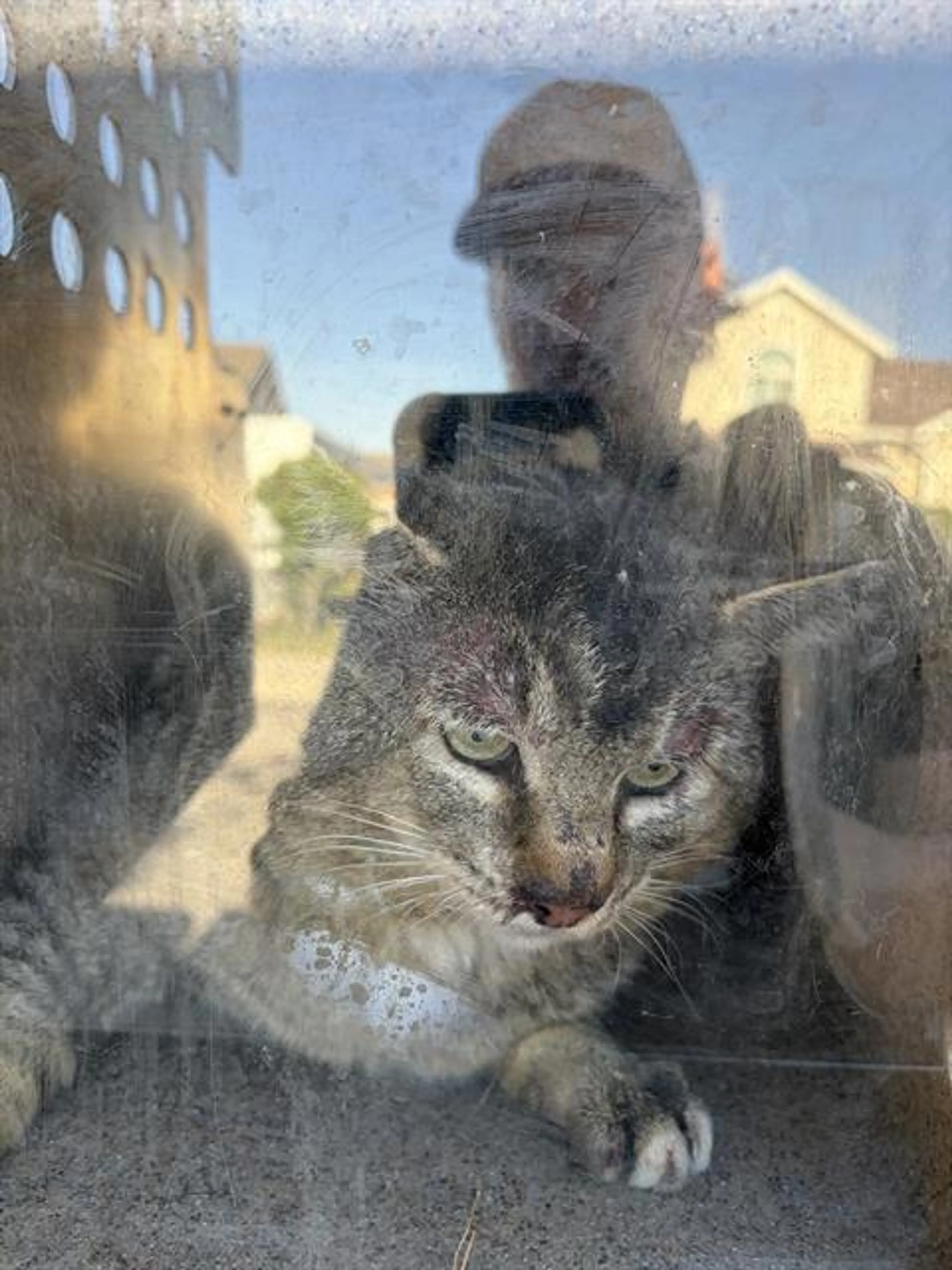 Found pet