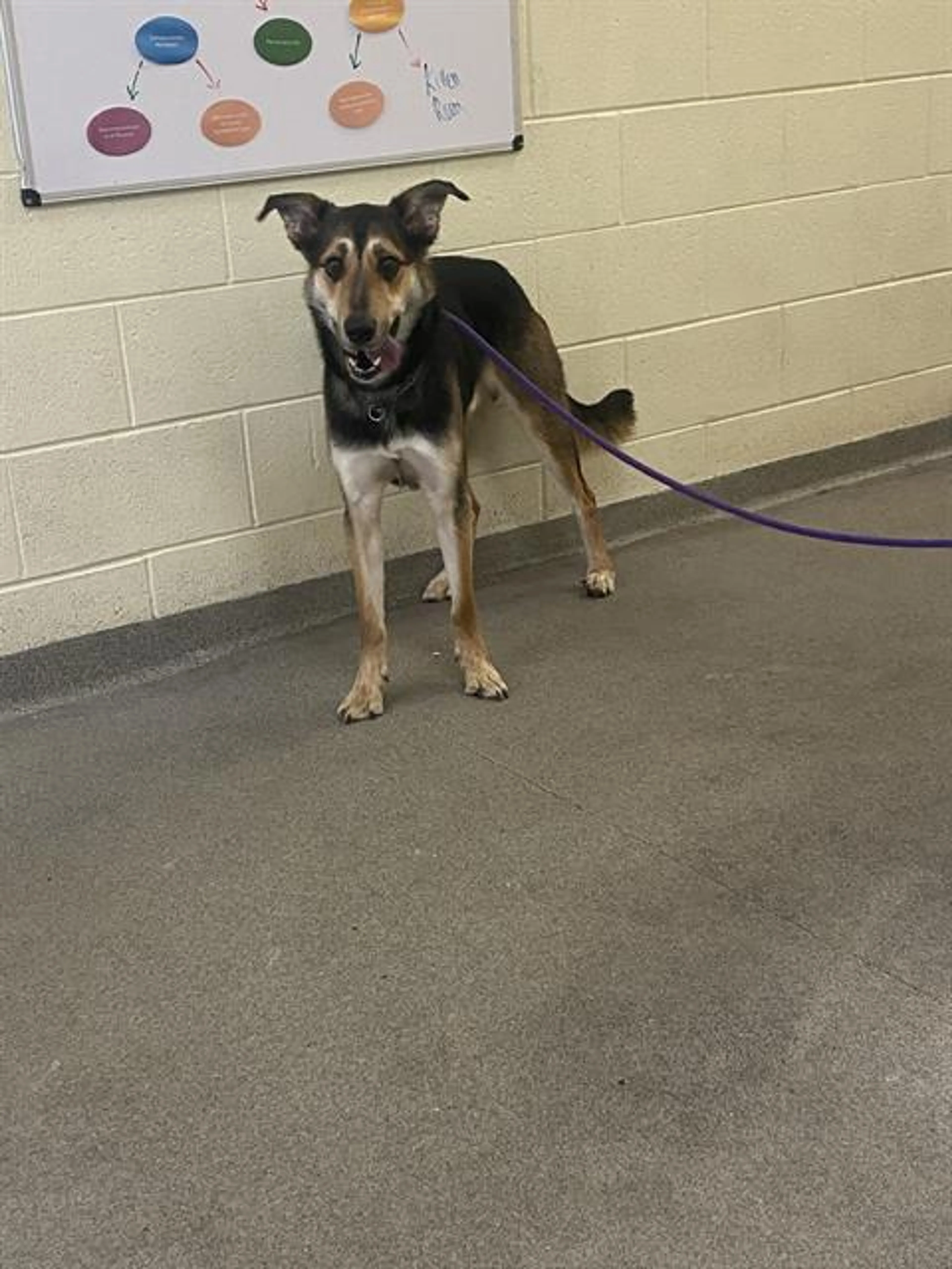 Found pet