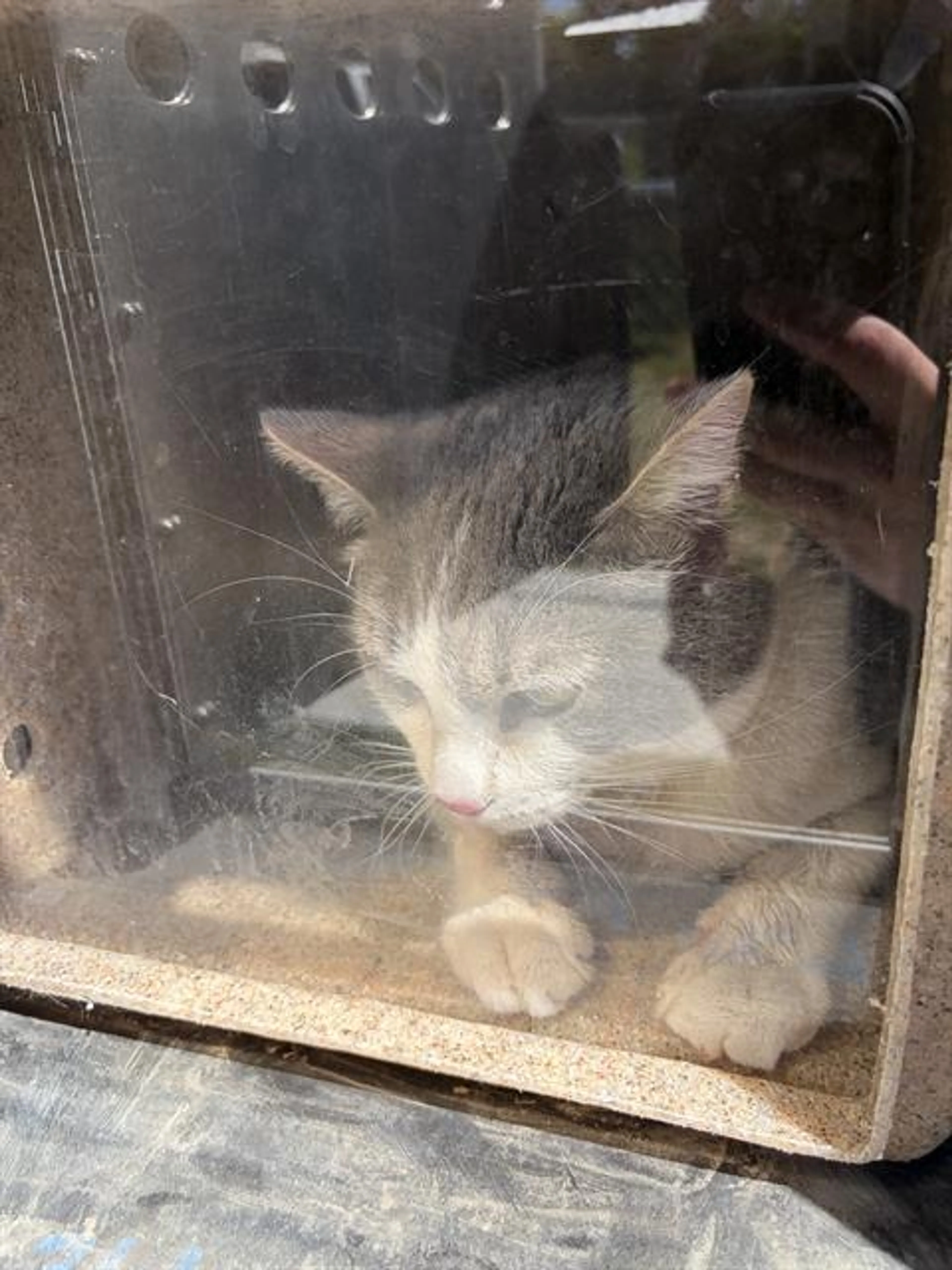 Found pet