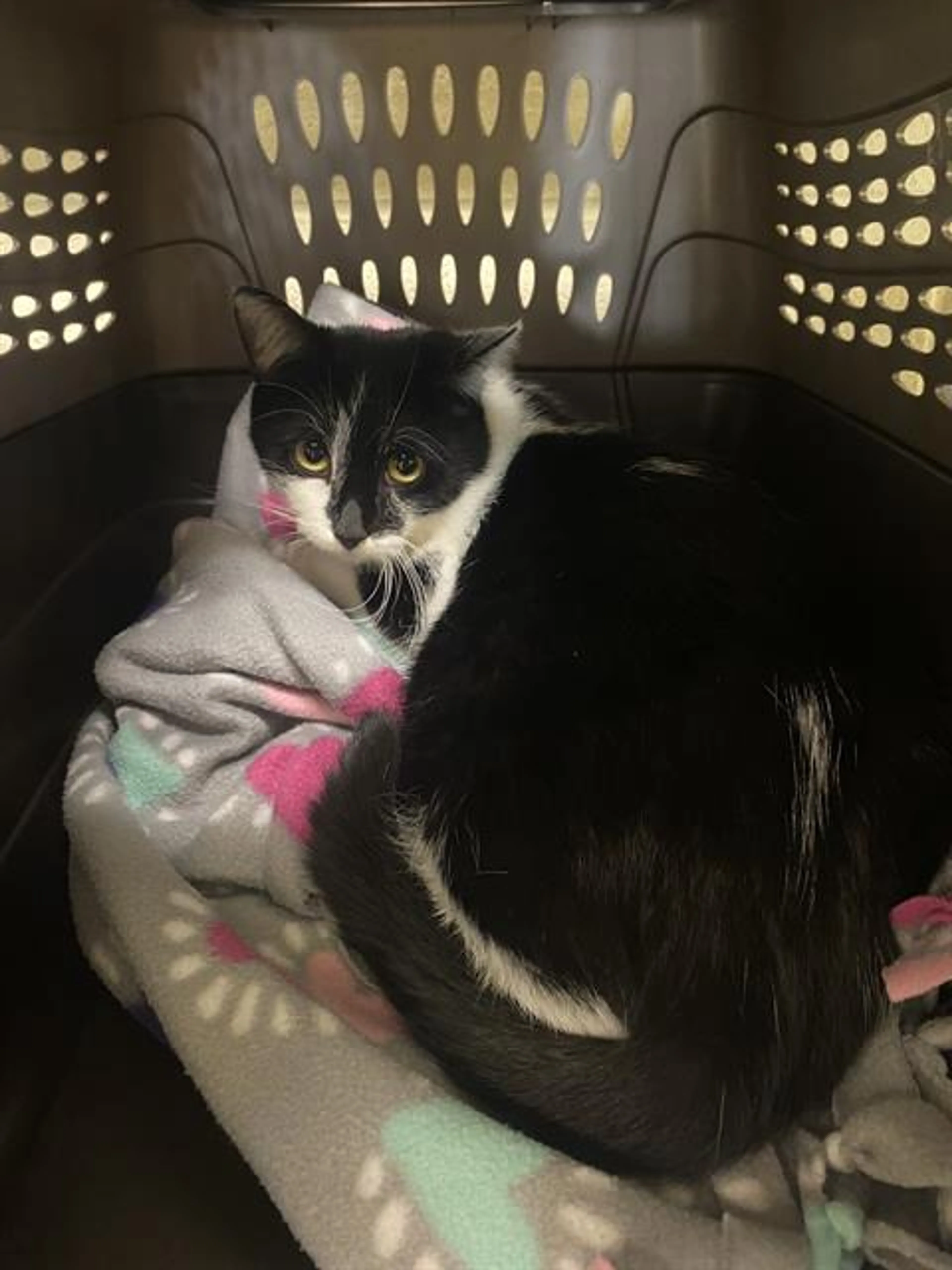 Found pet