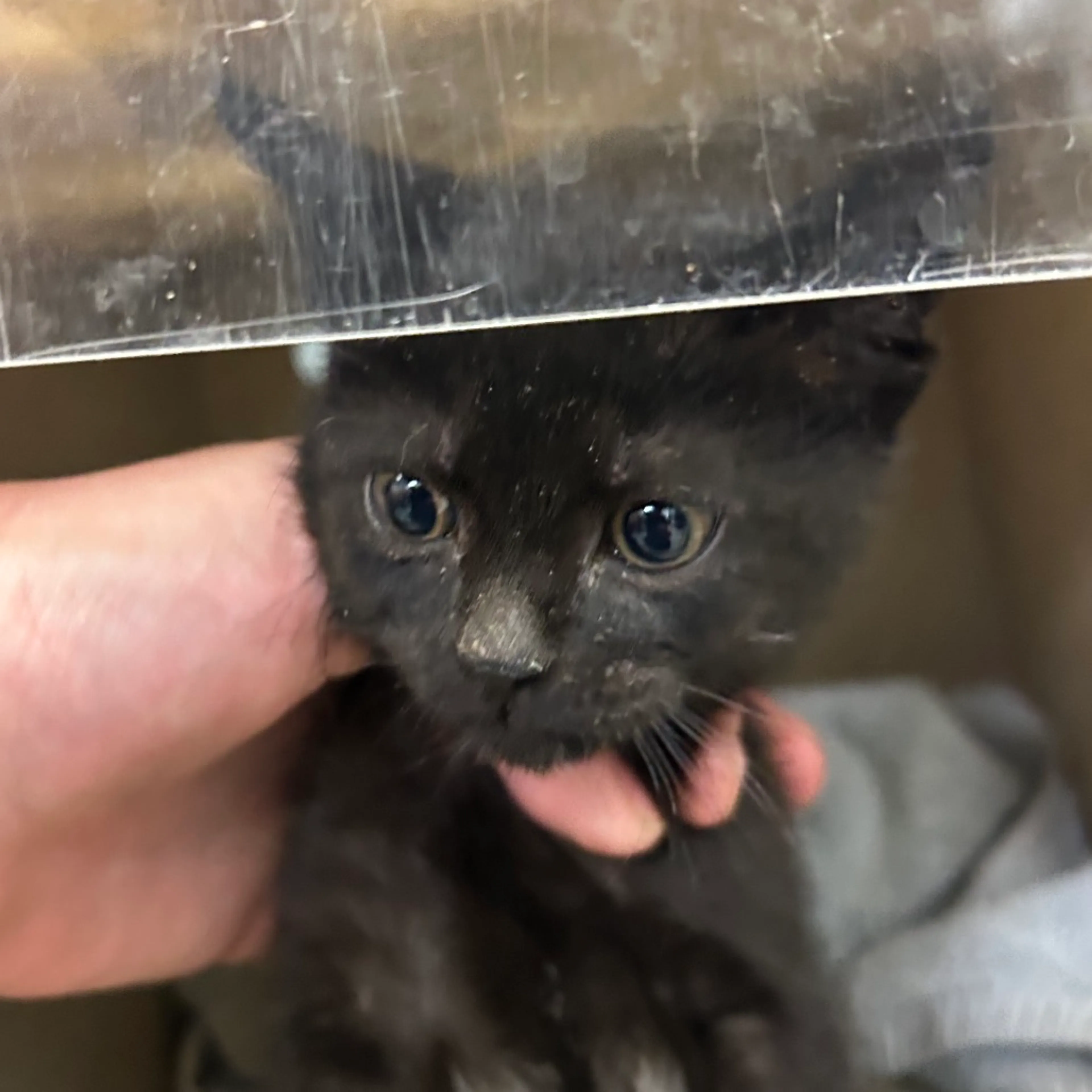 Found pet