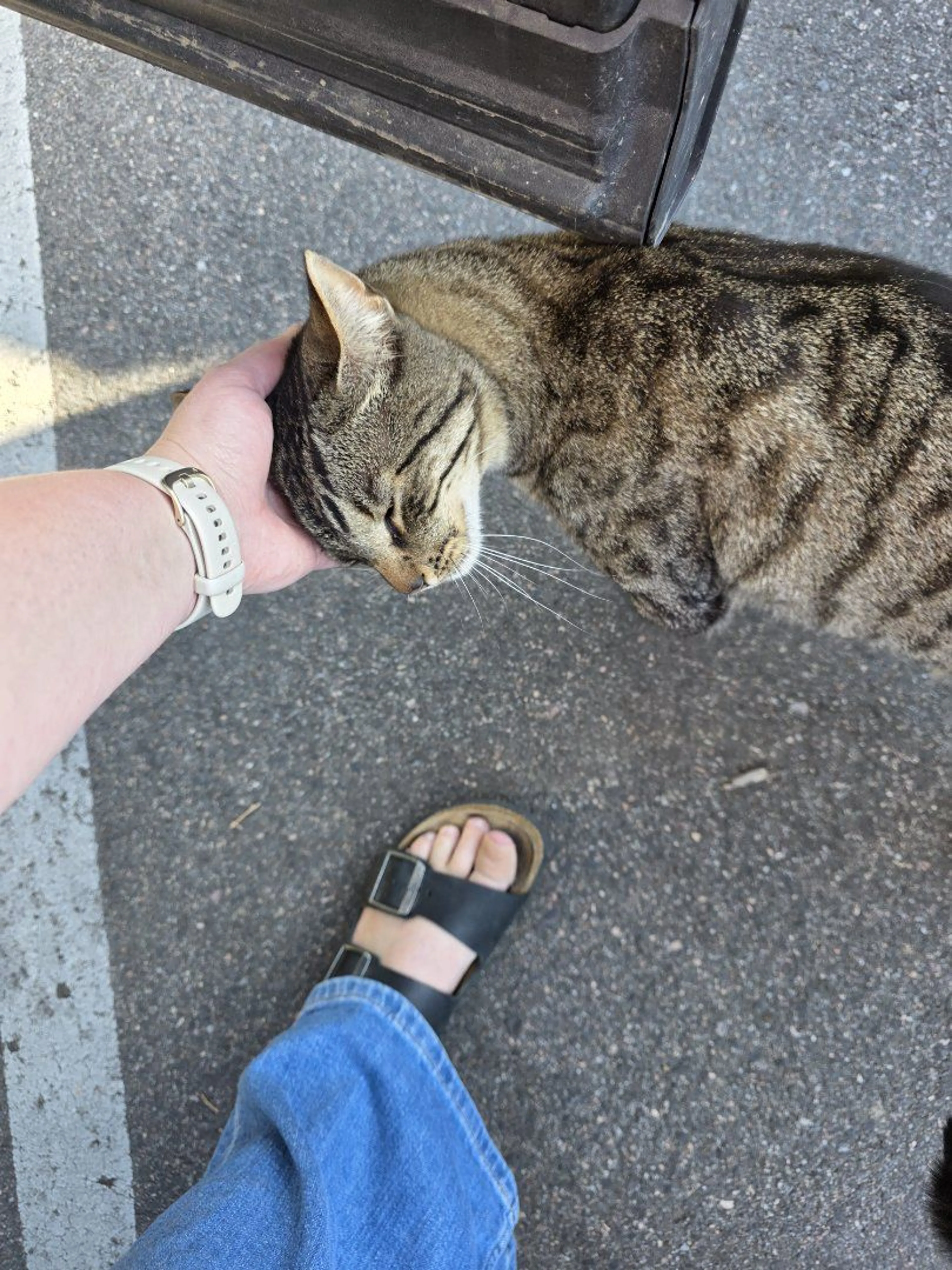 Lost pet-1