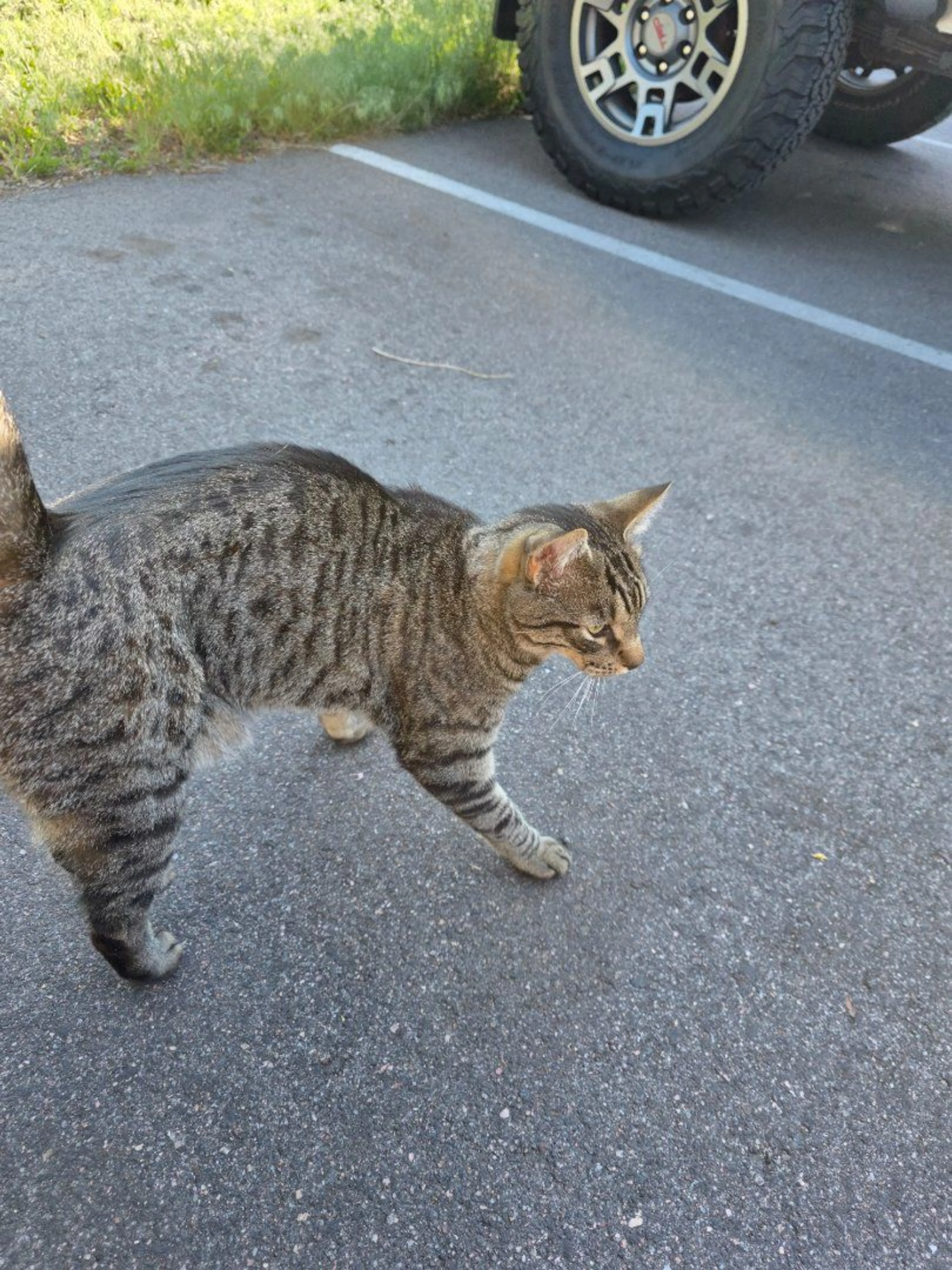 Lost pet-0